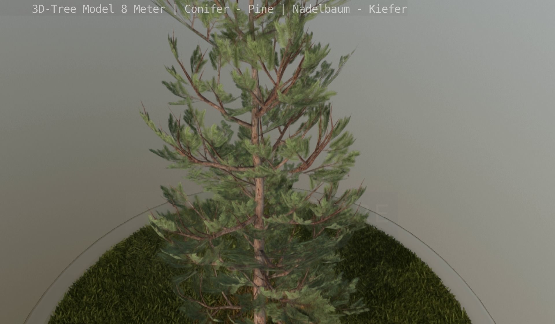 Pine Conifer - Tree 8 Meter Low-poly 3D model_131