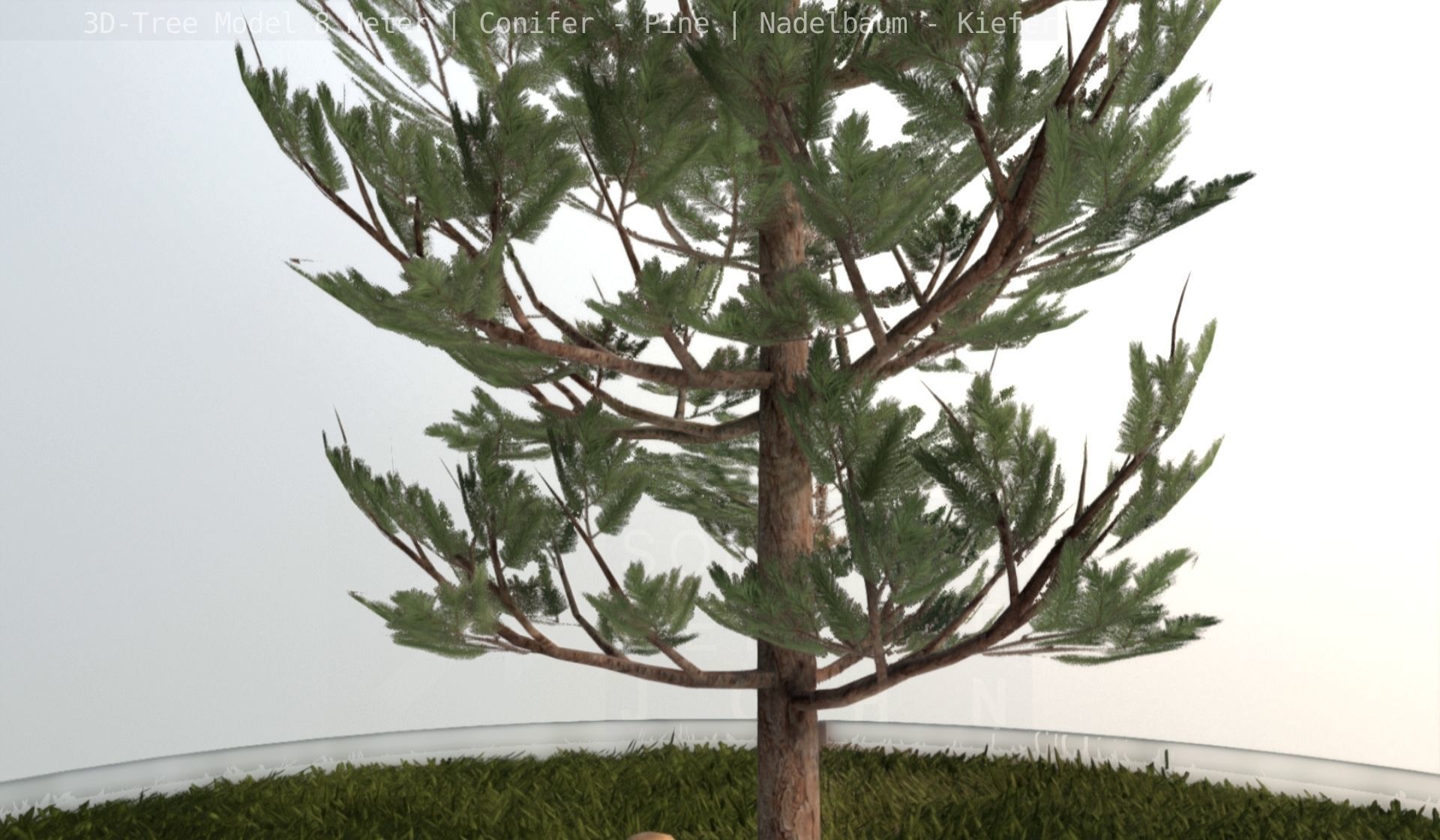 Pine Conifer - Tree 8 Meter Low-poly 3D model_16