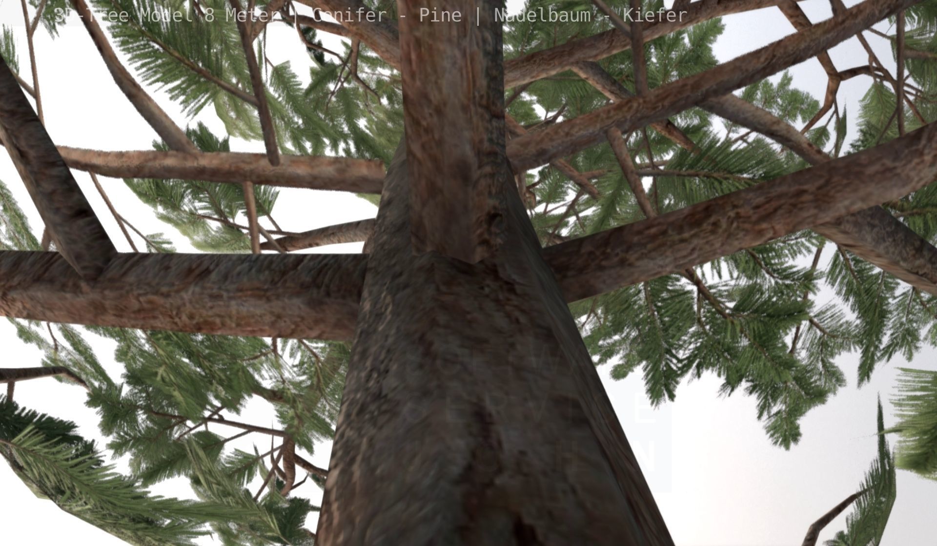 Pine Conifer - Tree 8 Meter Low-poly 3D model_72