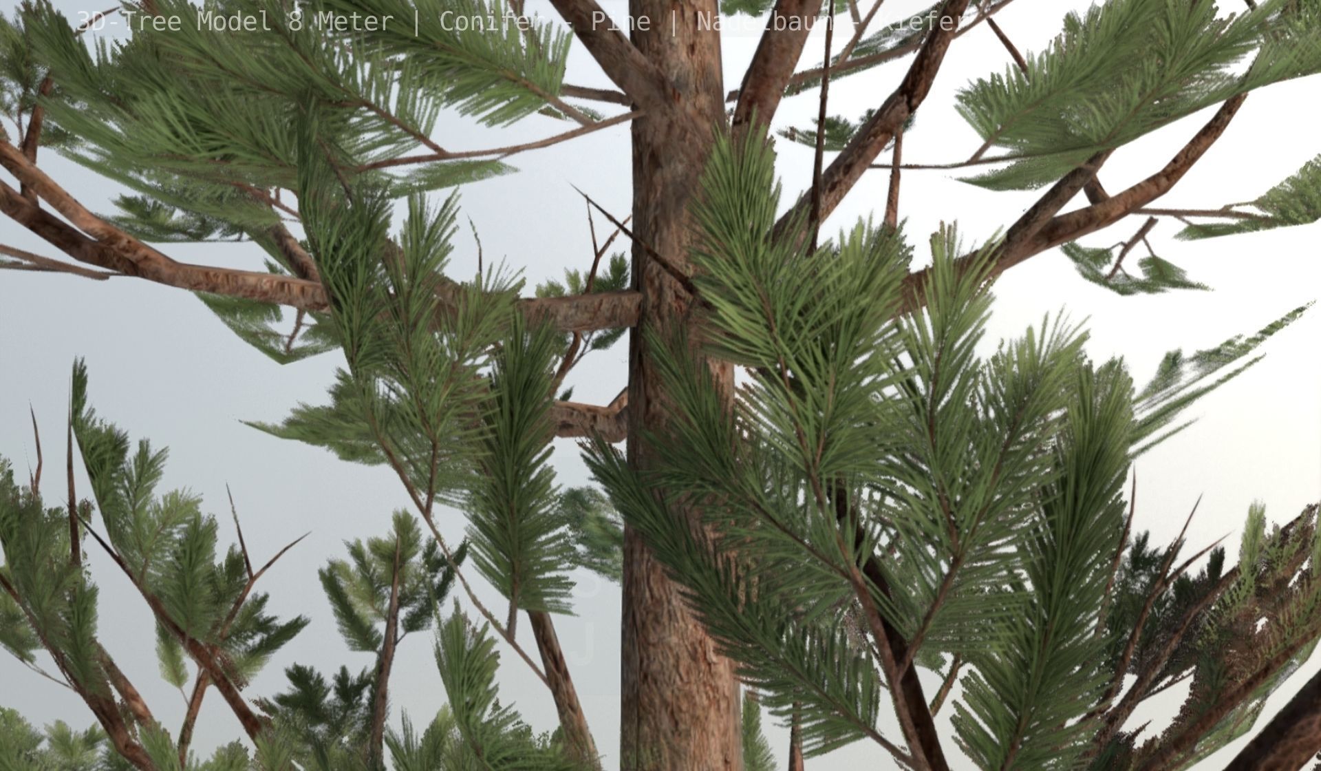 Pine Conifer - Tree 8 Meter Low-poly 3D model_37