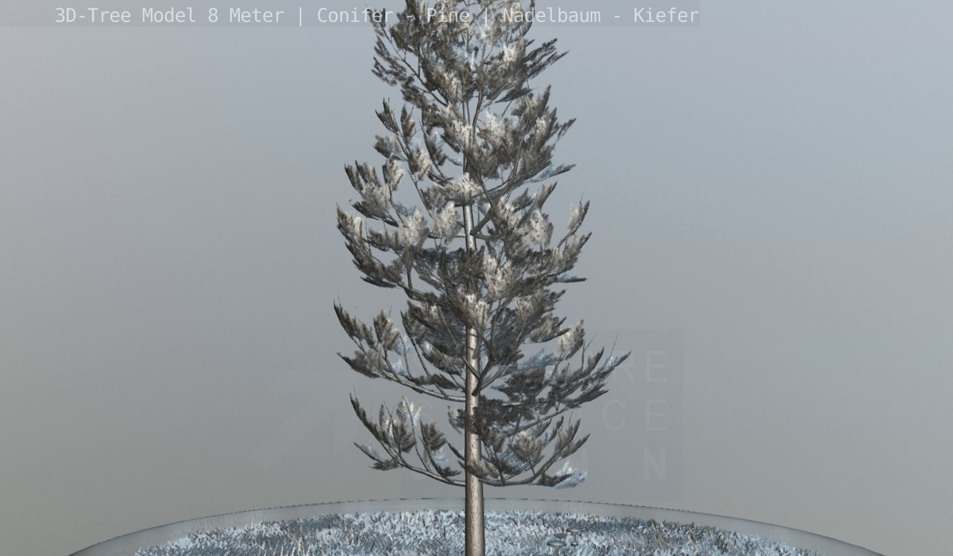 Pine Conifer - Tree 8 Meter Low-poly 3D model_129