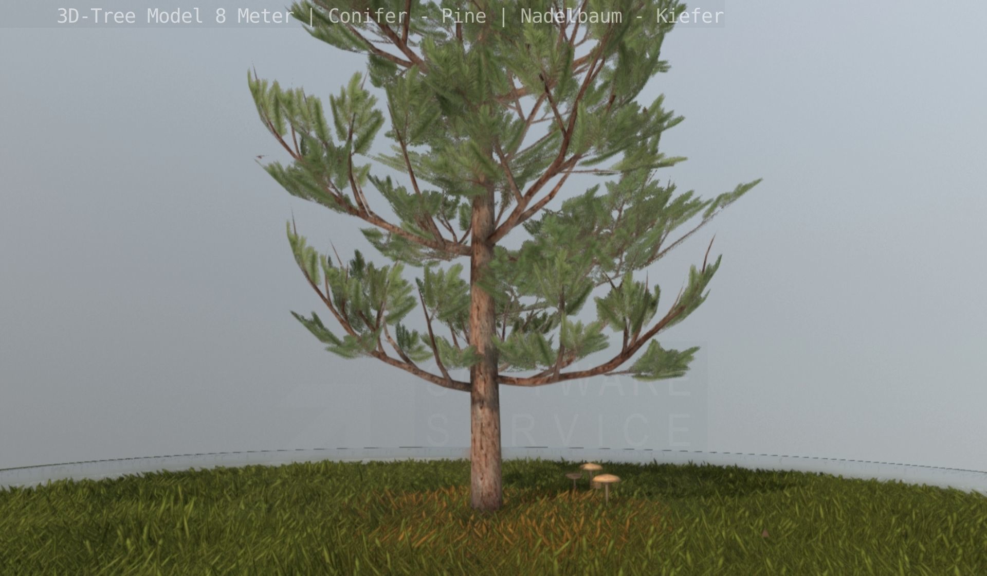 Pine Conifer - Tree 8 Meter Low-poly 3D model_102
