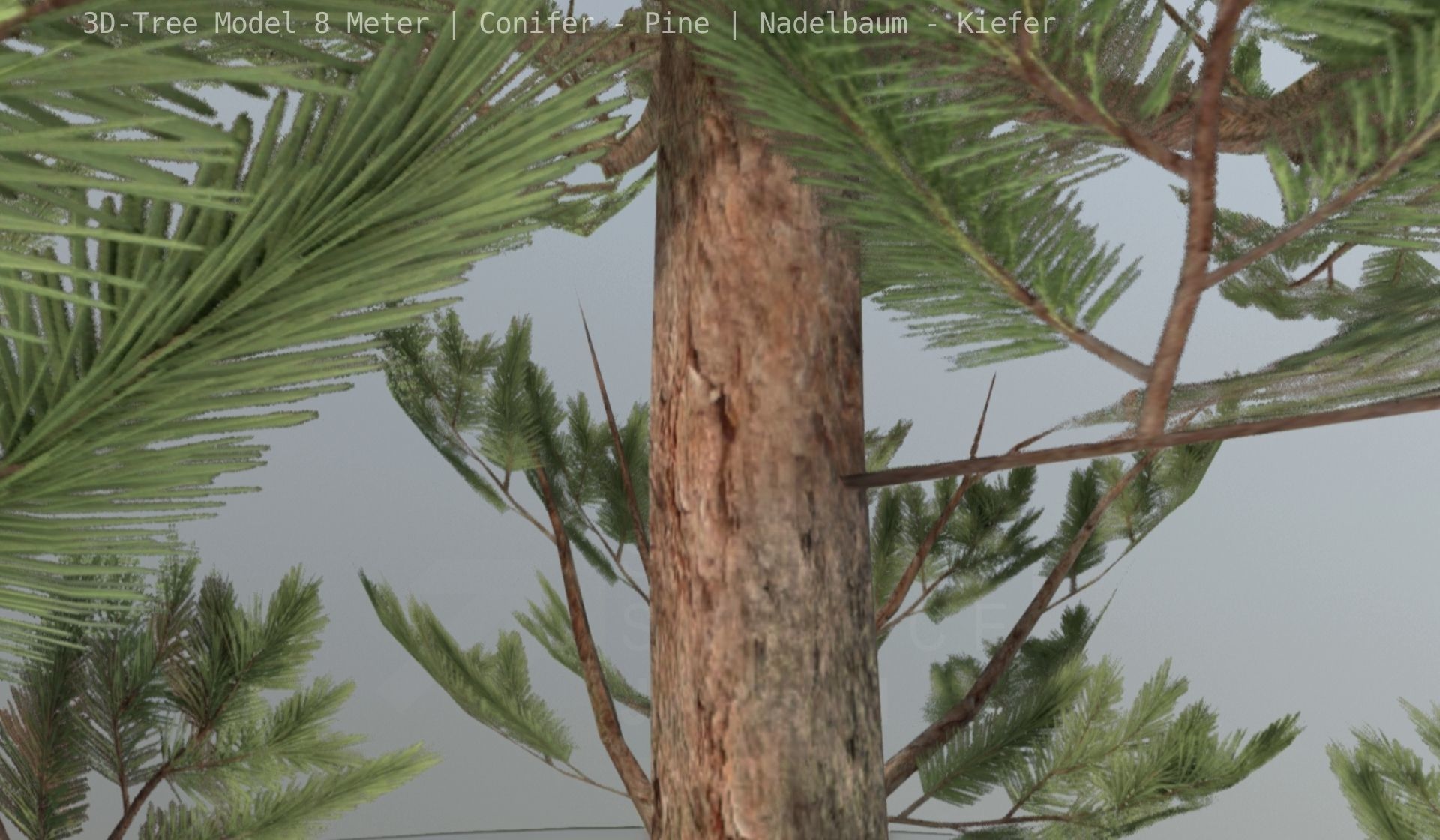 Pine Conifer - Tree 8 Meter Low-poly 3D model_103