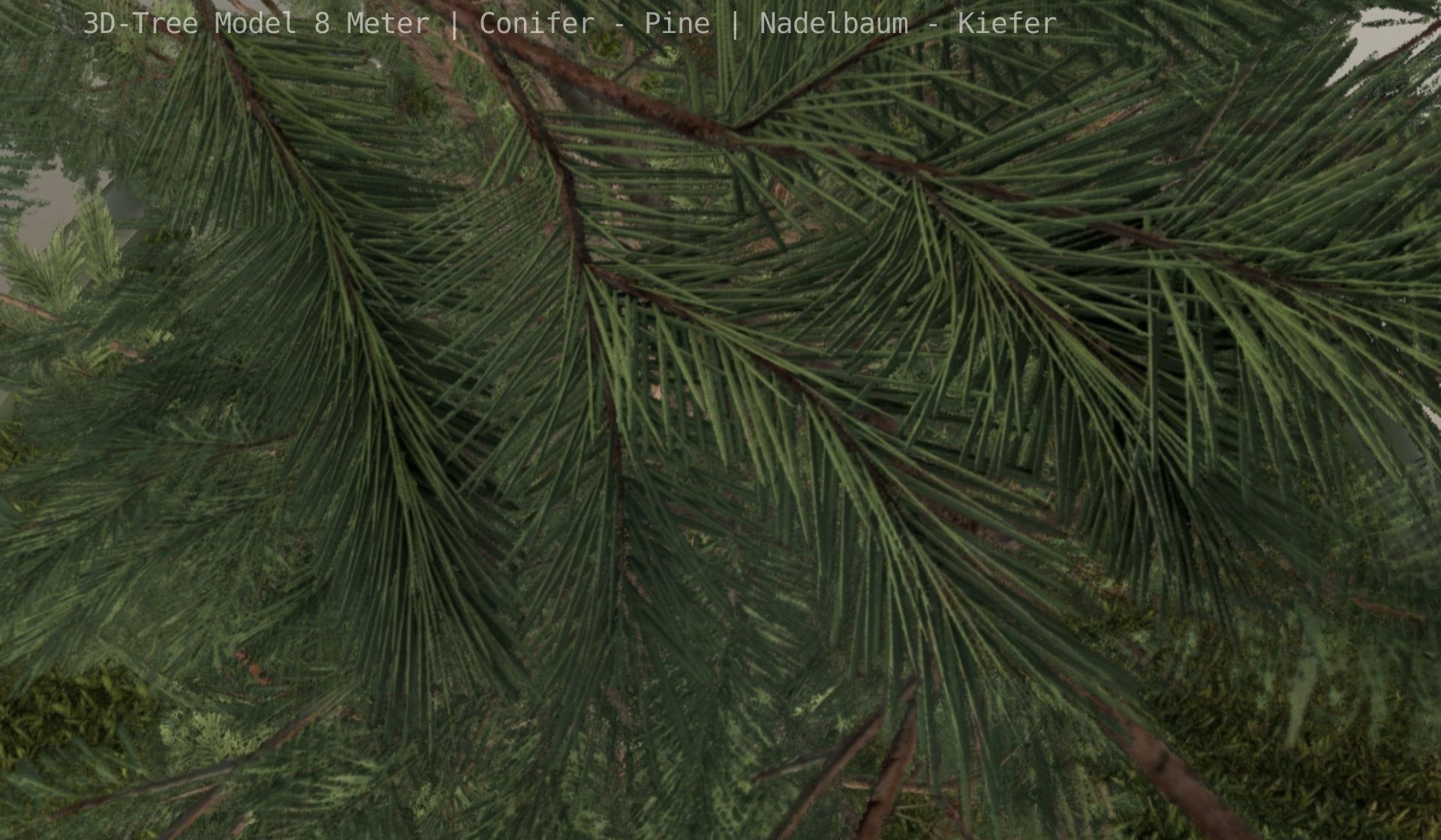Pine Conifer - Tree 8 Meter Low-poly 3D model_47