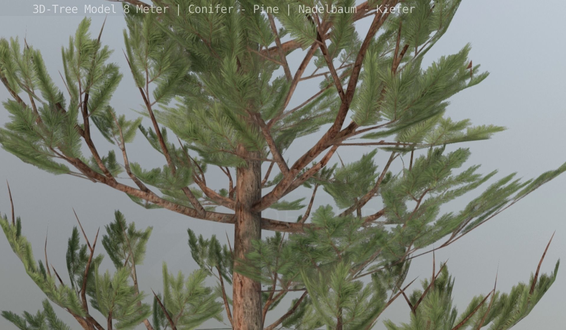 Pine Conifer - Tree 8 Meter Low-poly 3D model_127