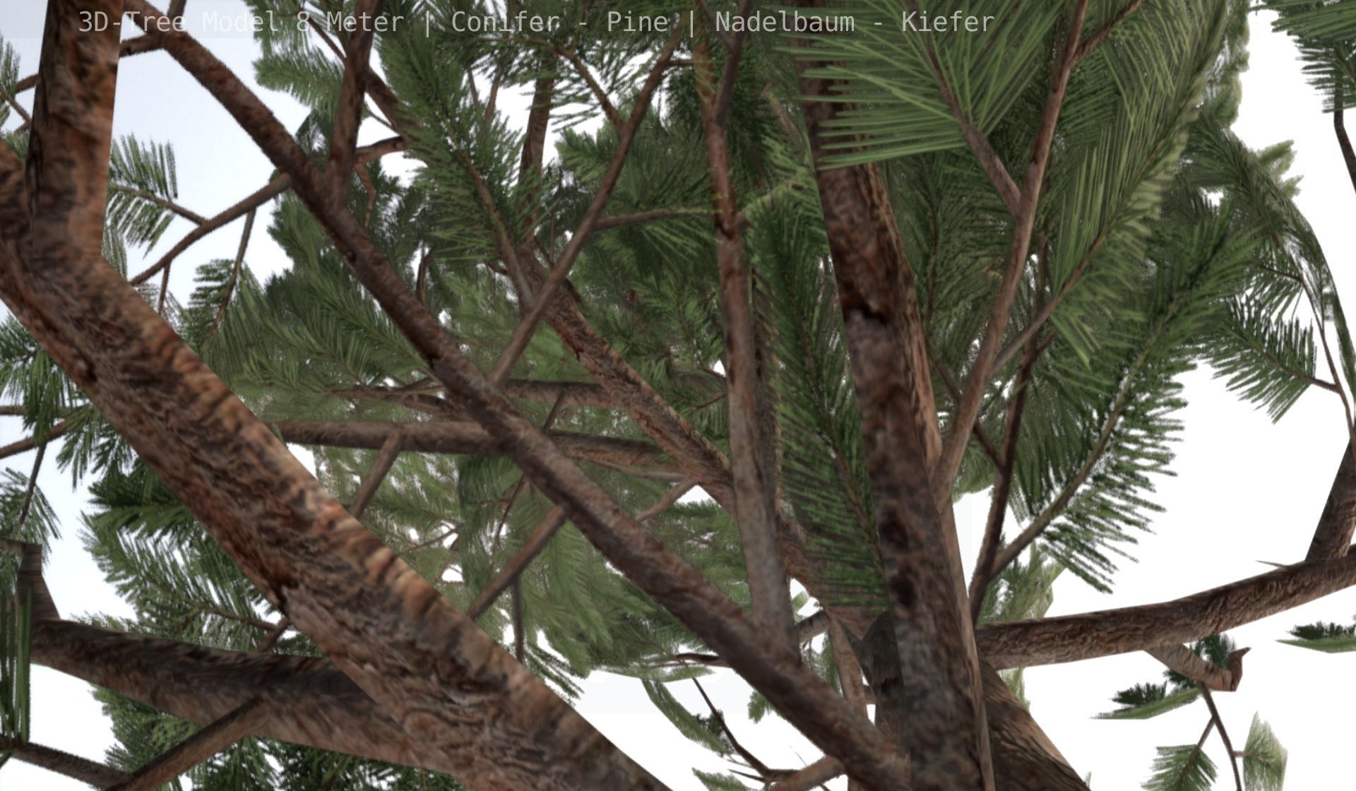 Pine Conifer - Tree 8 Meter Low-poly 3D model_45