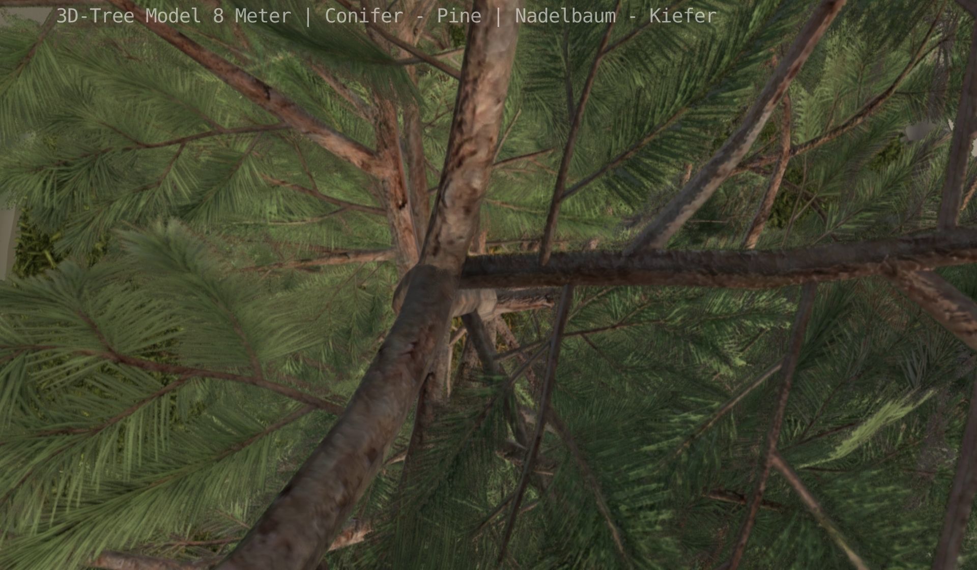 Pine Conifer - Tree 8 Meter Low-poly 3D model_50