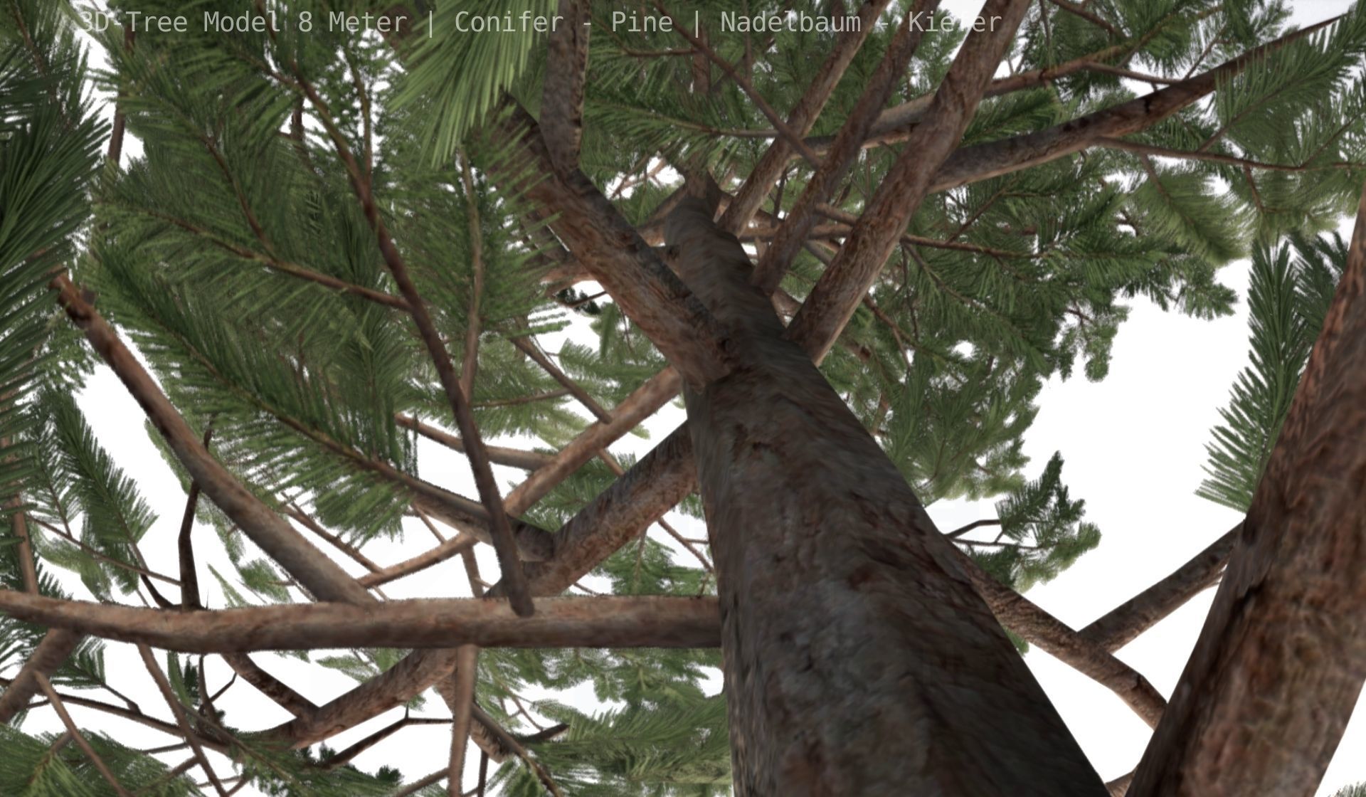 Pine Conifer - Tree 8 Meter Low-poly 3D model_93