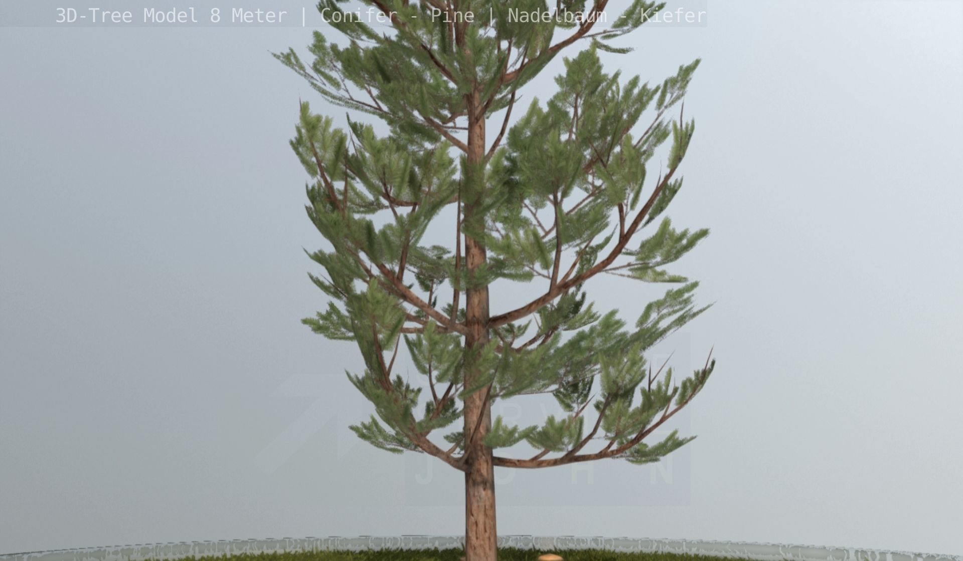 Pine Conifer - Tree 8 Meter Low-poly 3D model_98