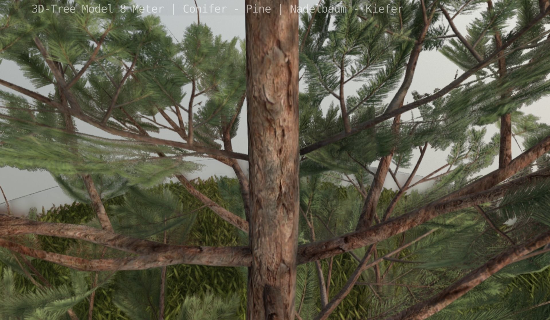 Pine Conifer - Tree 8 Meter Low-poly 3D model_13
