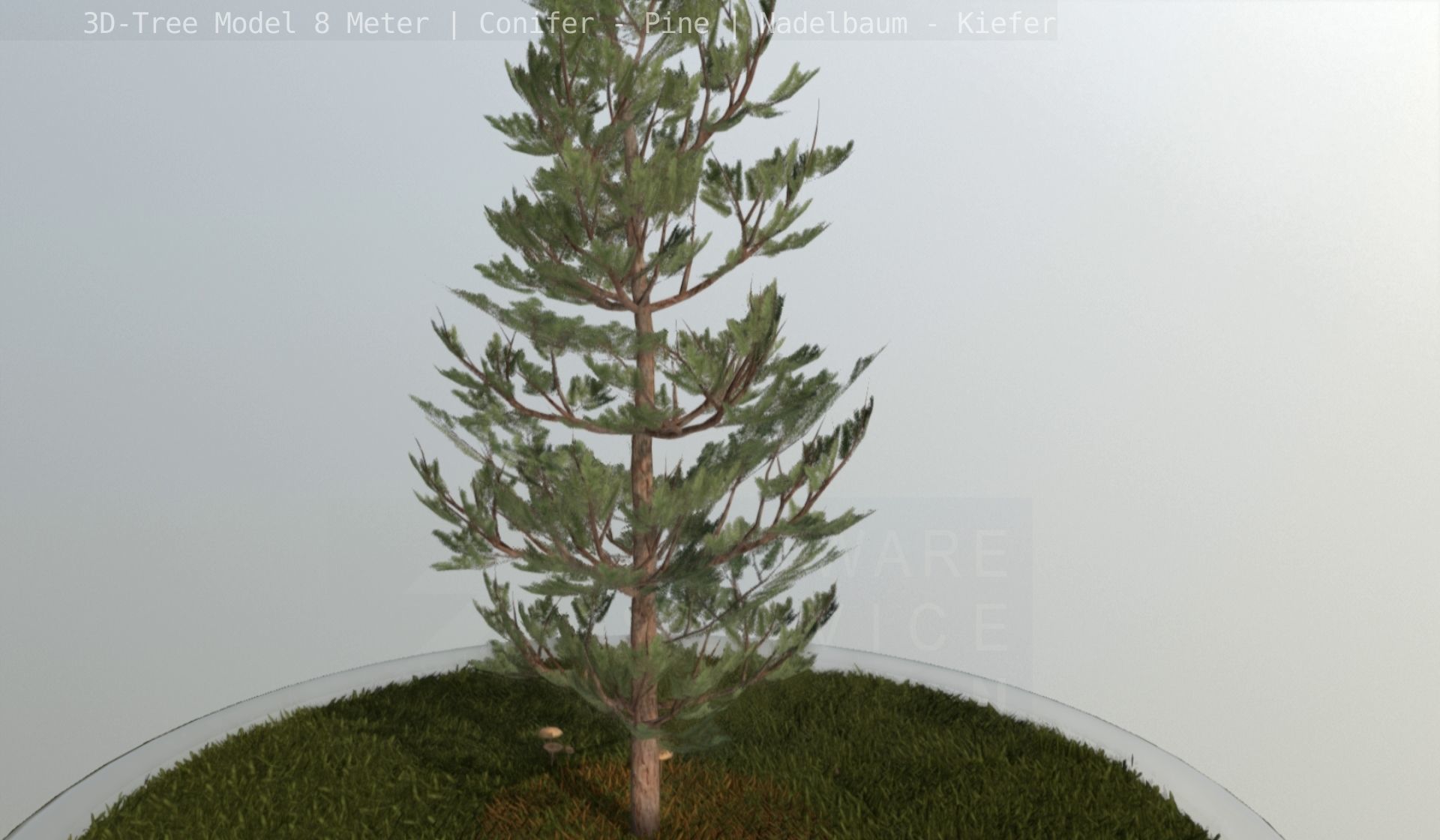 Pine Conifer - Tree 8 Meter Low-poly 3D model_96