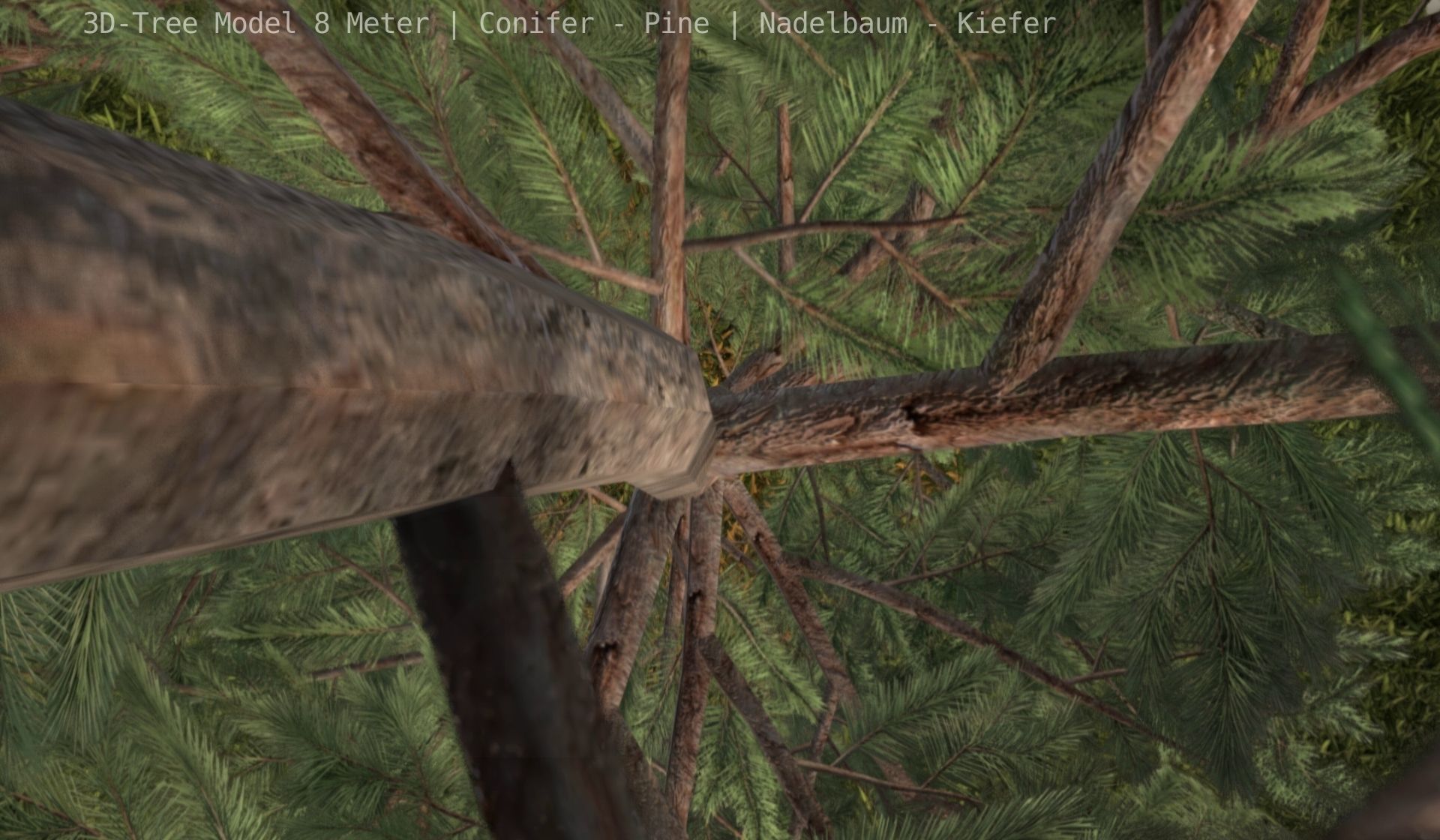 Pine Conifer - Tree 8 Meter Low-poly 3D model_42