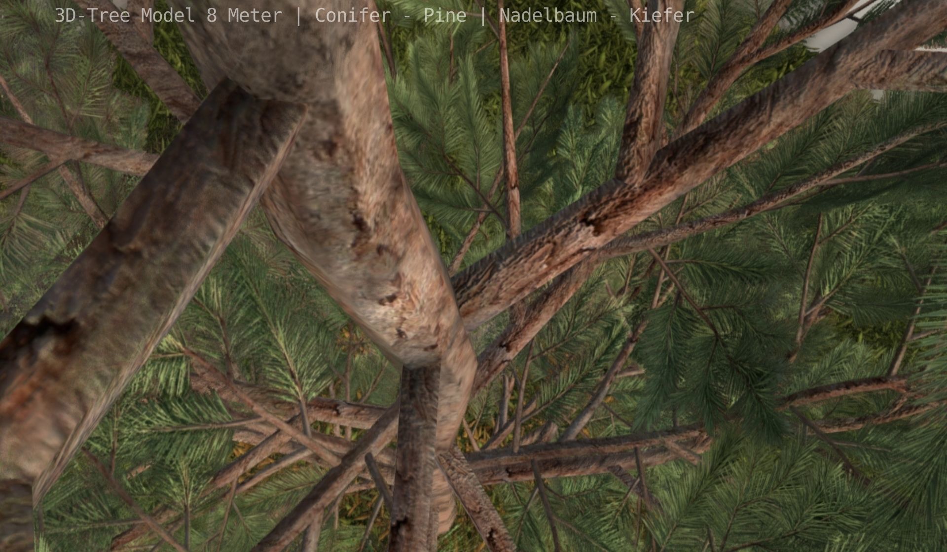 Pine Conifer - Tree 8 Meter Low-poly 3D model_46