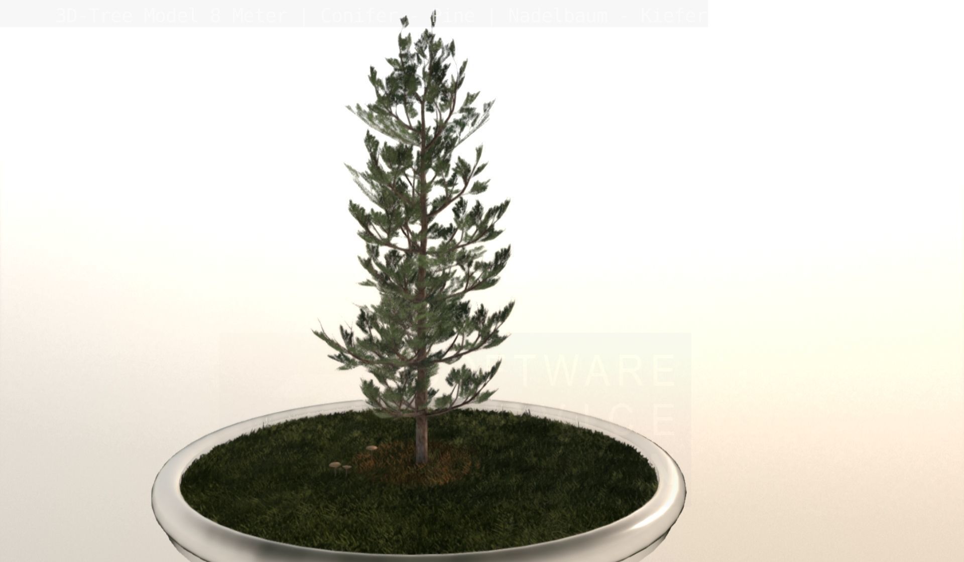 Pine Conifer - Tree 8 Meter Low-poly 3D model_19