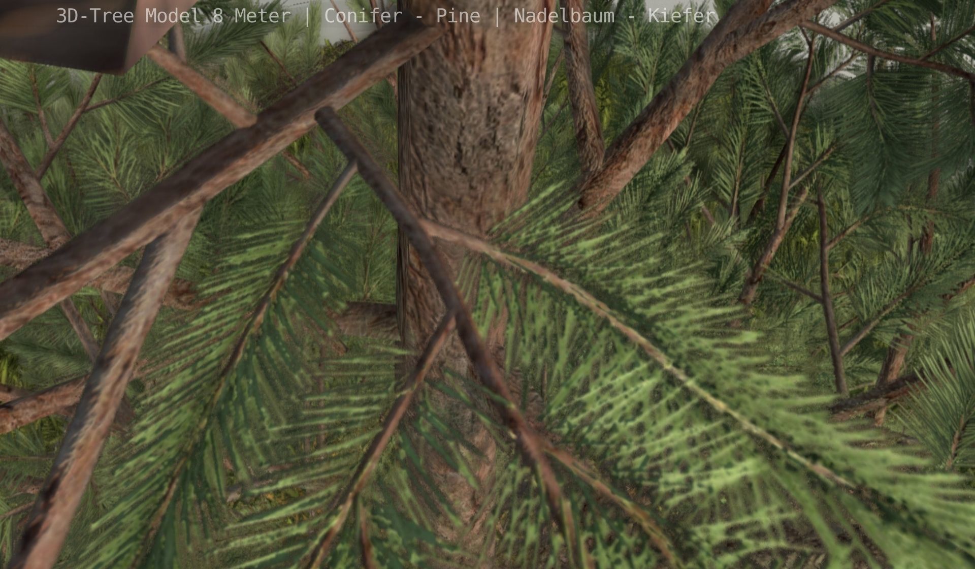 Pine Conifer - Tree 8 Meter Low-poly 3D model_67