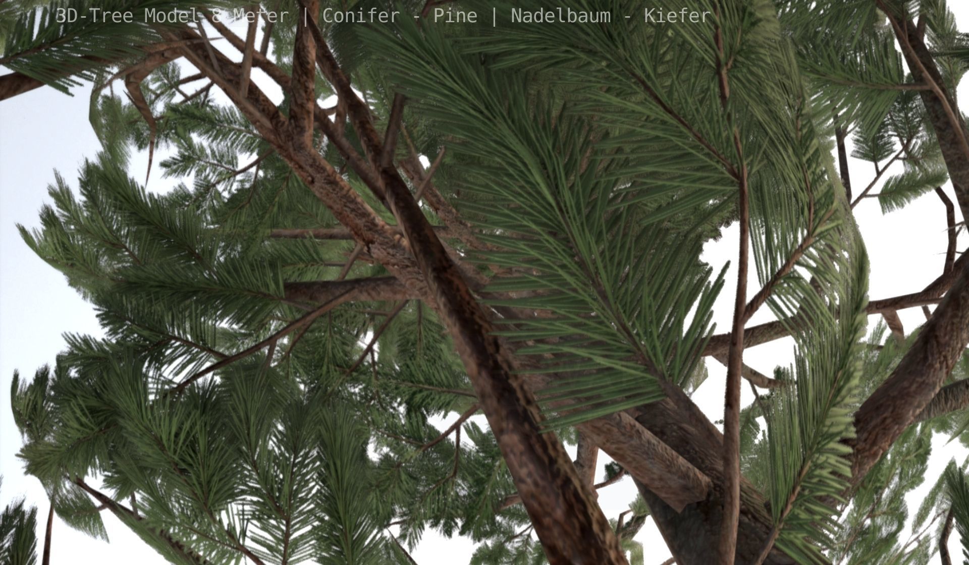 Pine Conifer - Tree 8 Meter Low-poly 3D model_130