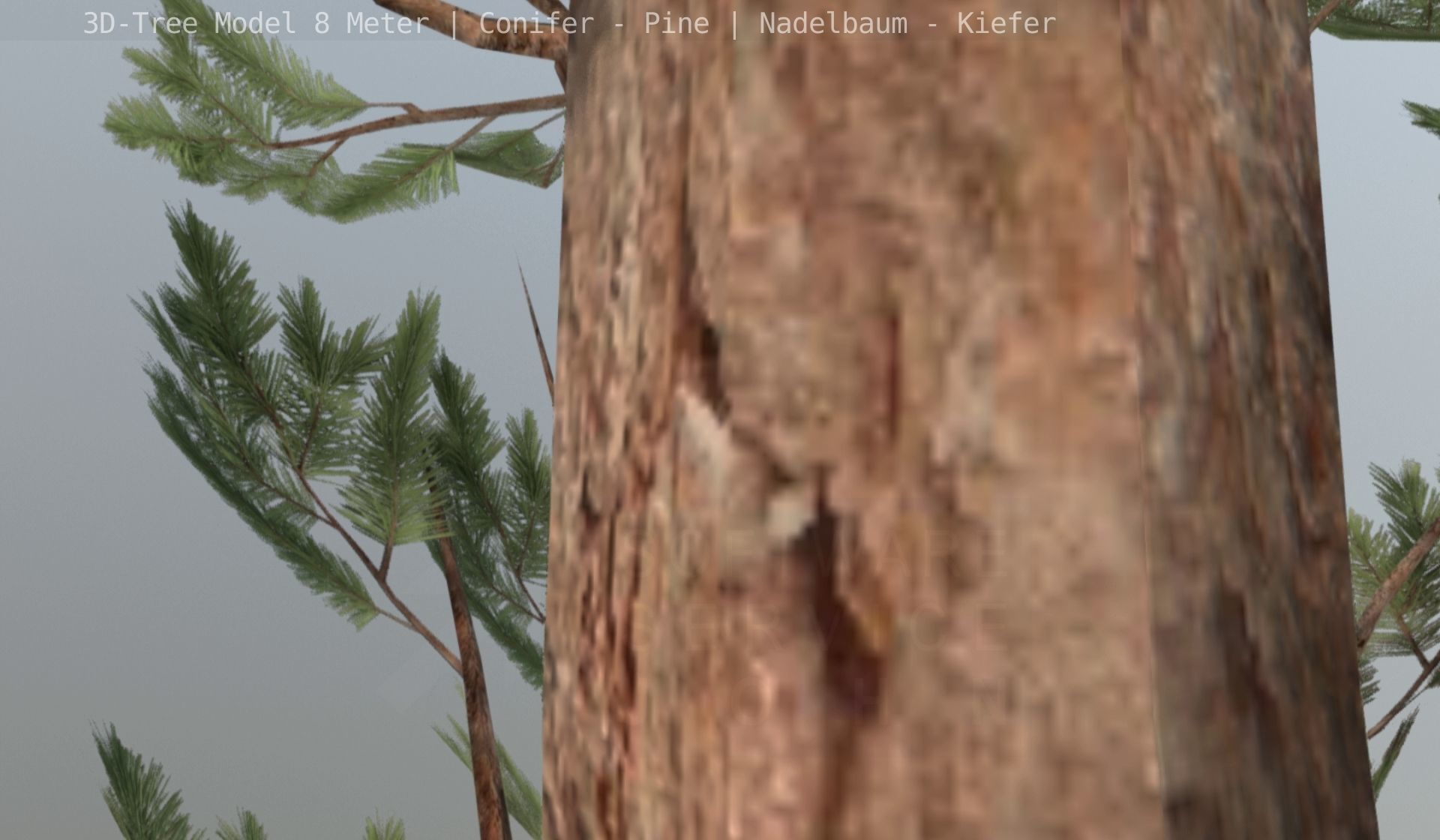 Pine Conifer - Tree 8 Meter Low-poly 3D model_104