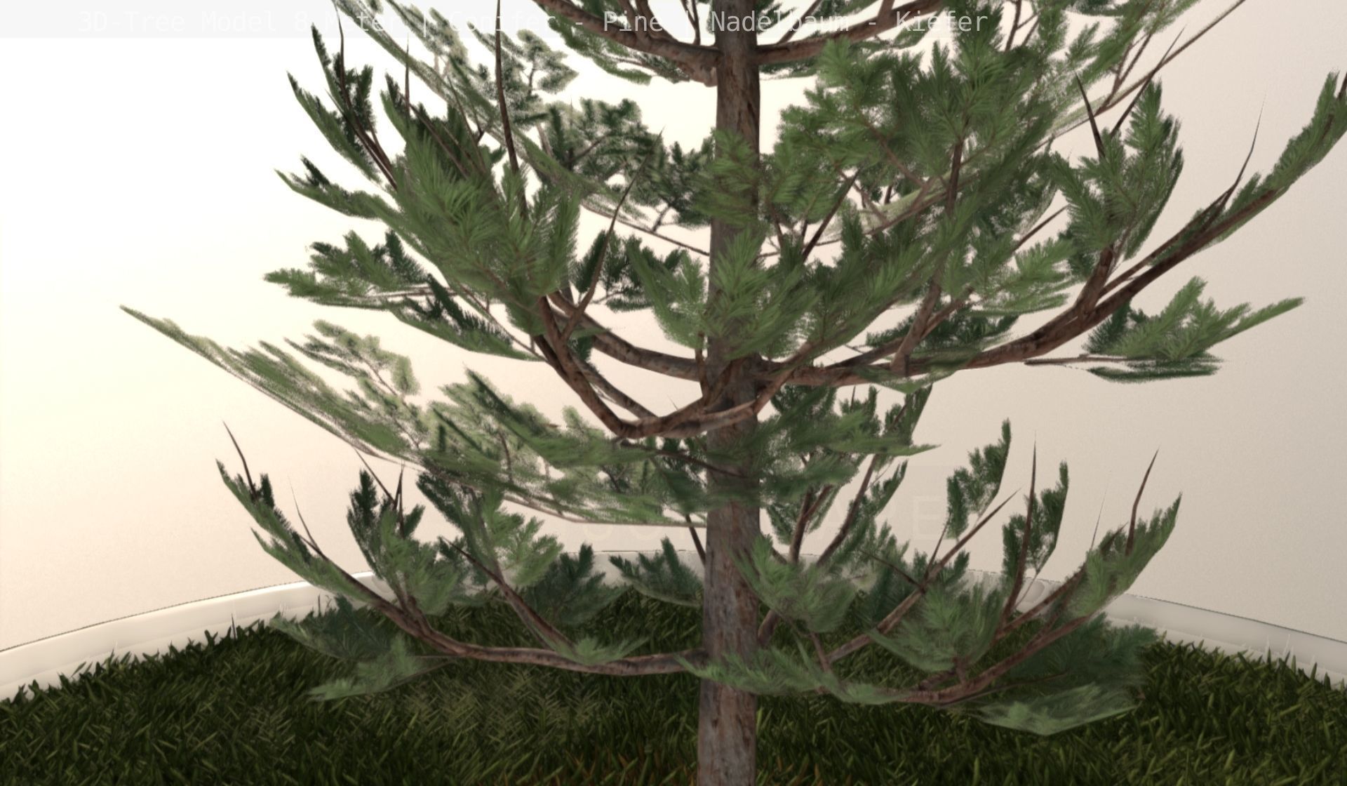 Pine Conifer - Tree 8 Meter Low-poly 3D model_34