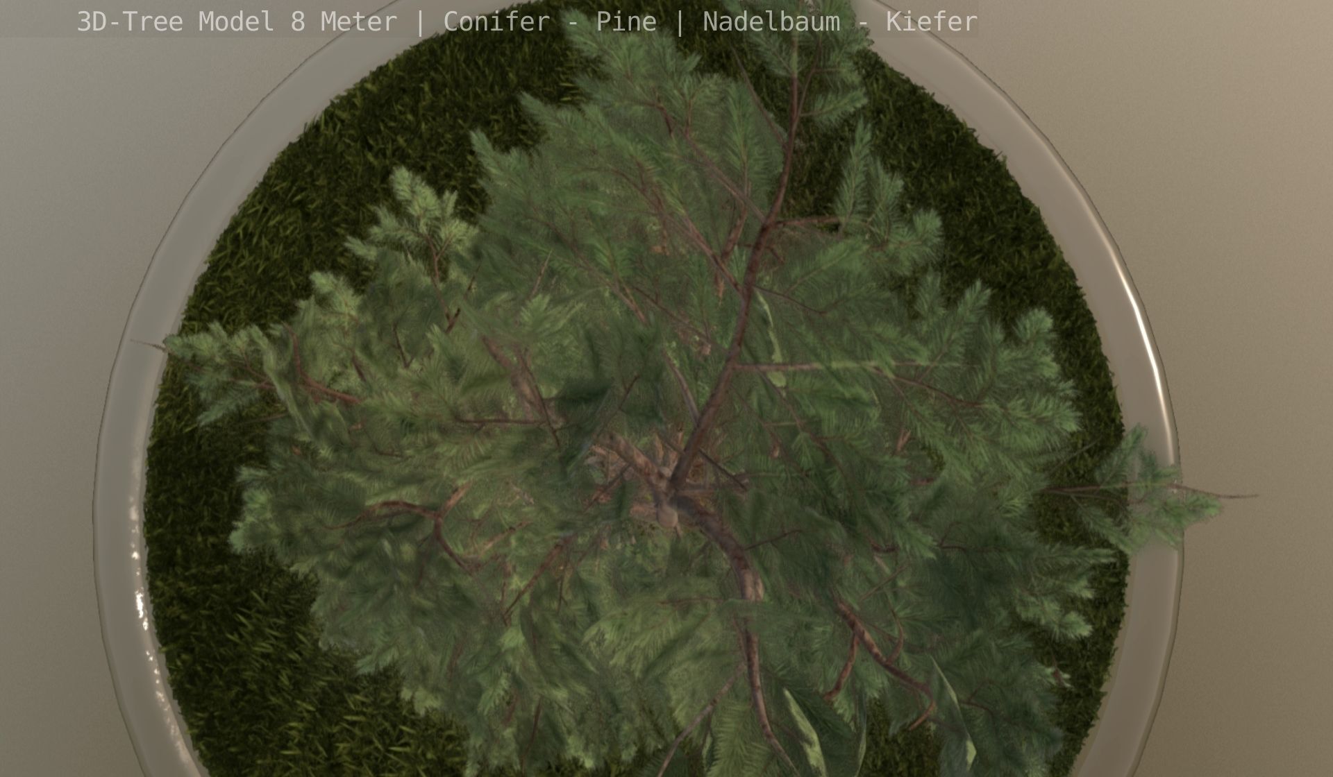 Pine Conifer - Tree 8 Meter Low-poly 3D model_94