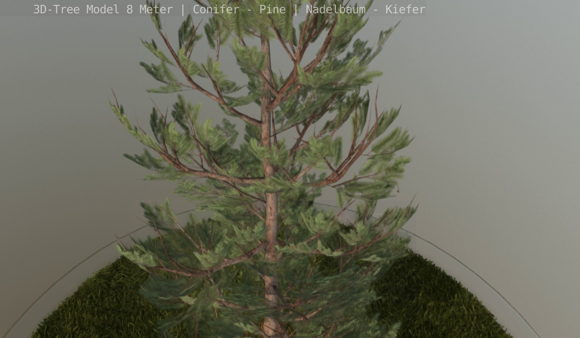 Pine Conifer - Tree 8 Meter Low-poly 3D model_117