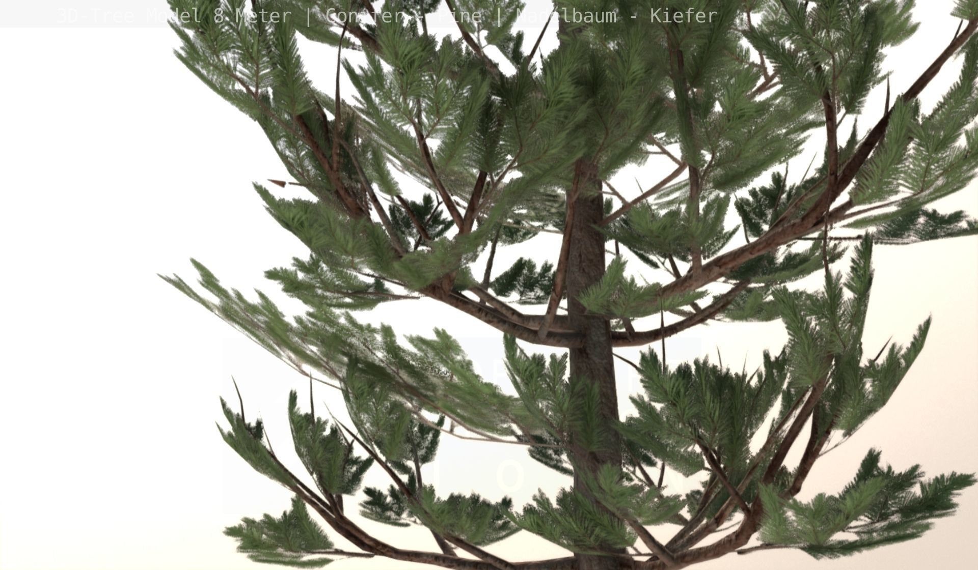 Pine Conifer - Tree 8 Meter Low-poly 3D model_8