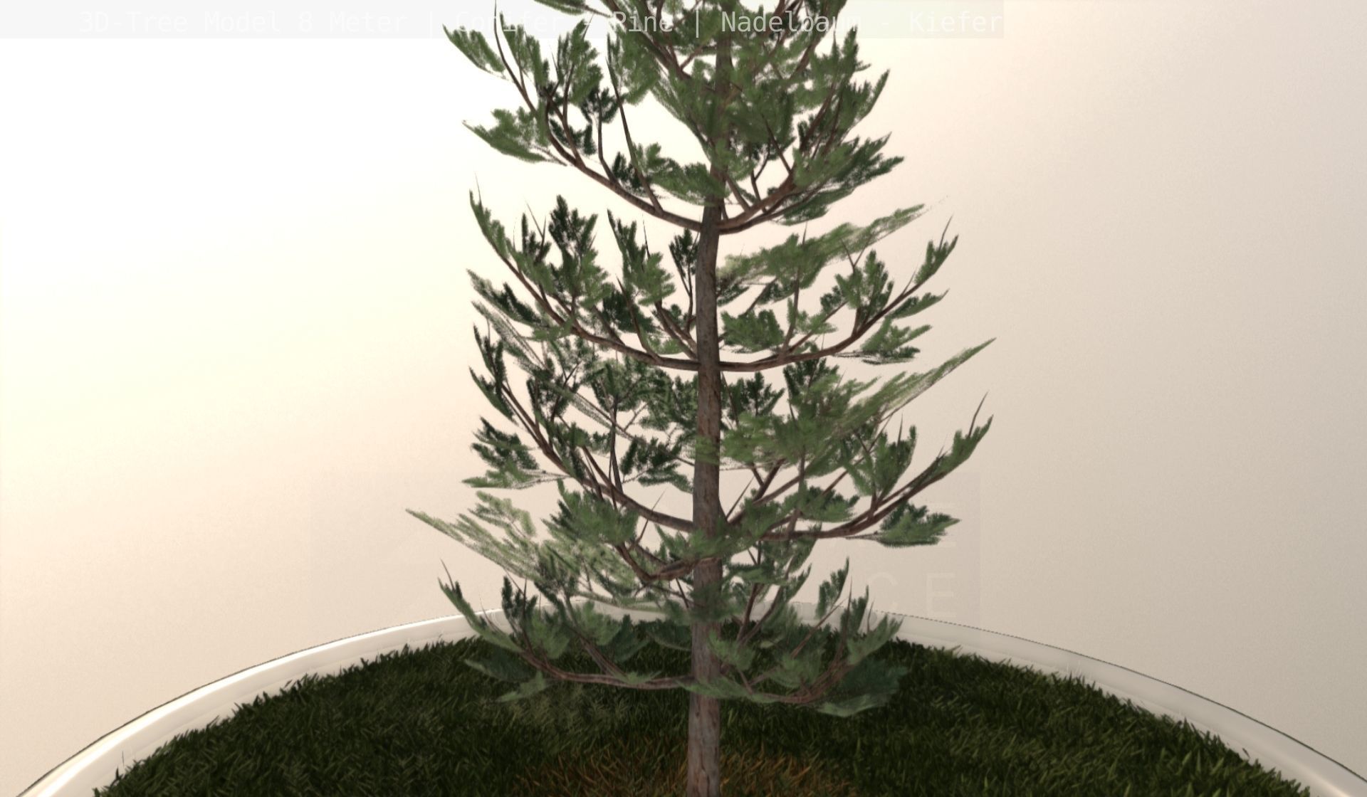 Pine Conifer - Tree 8 Meter Low-poly 3D model_32