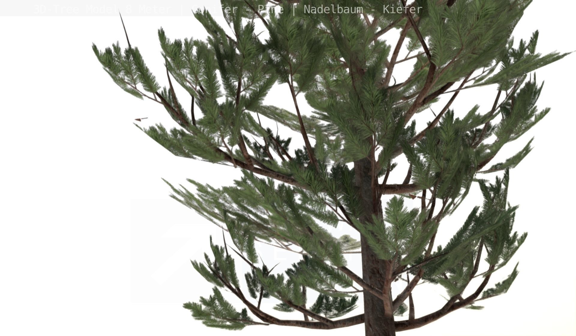 Pine Conifer - Tree 8 Meter Low-poly 3D model_35