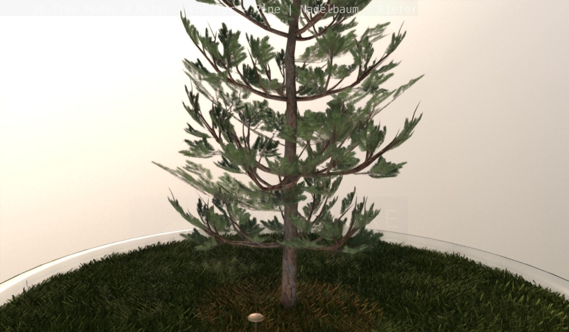 Pine Conifer - Tree 8 Meter Low-poly 3D model_49