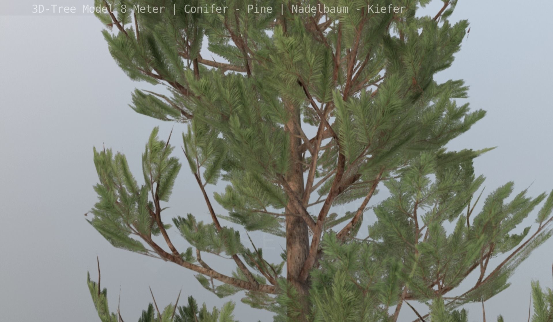 Pine Conifer - Tree 8 Meter Low-poly 3D model_118