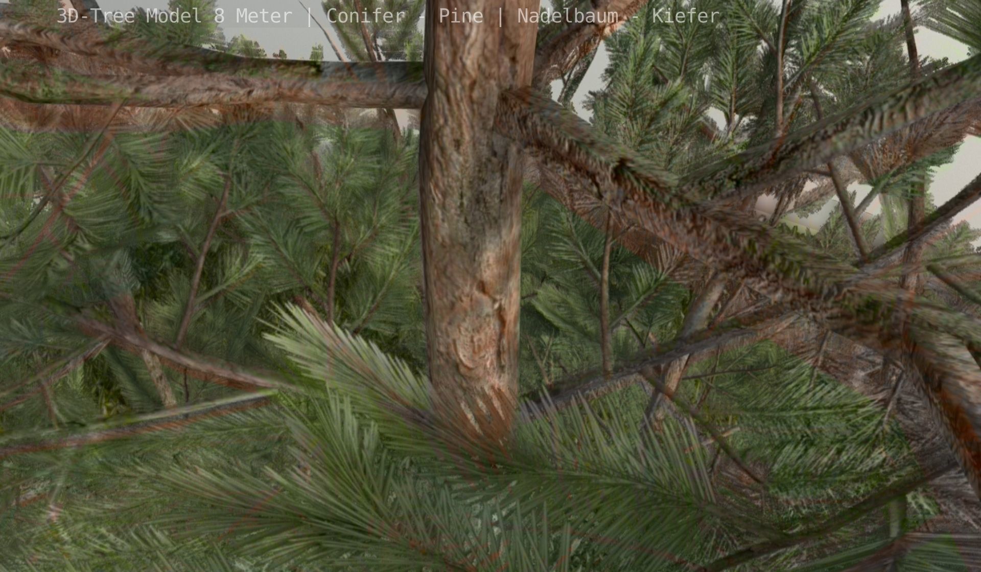 Pine Conifer - Tree 8 Meter Low-poly 3D model_41