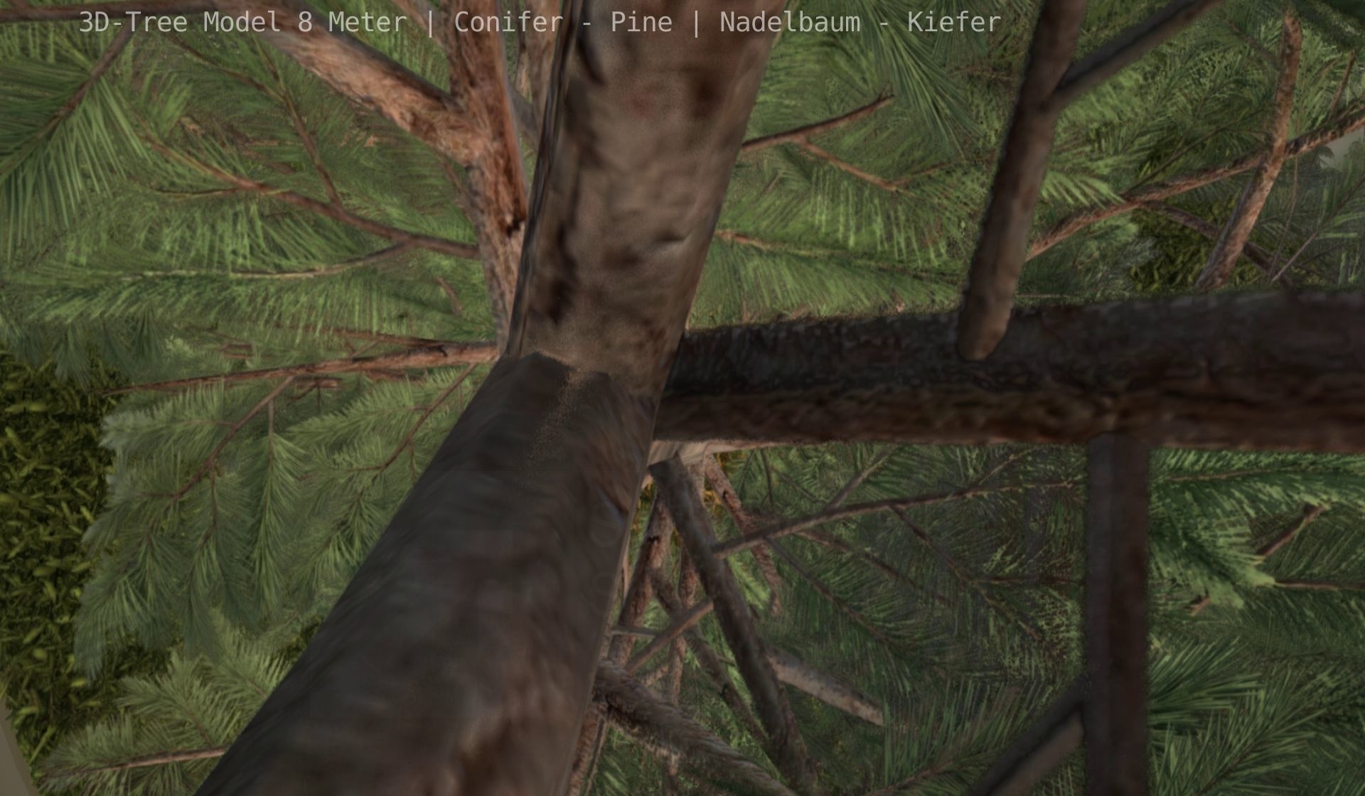 Pine Conifer - Tree 8 Meter Low-poly 3D model_75