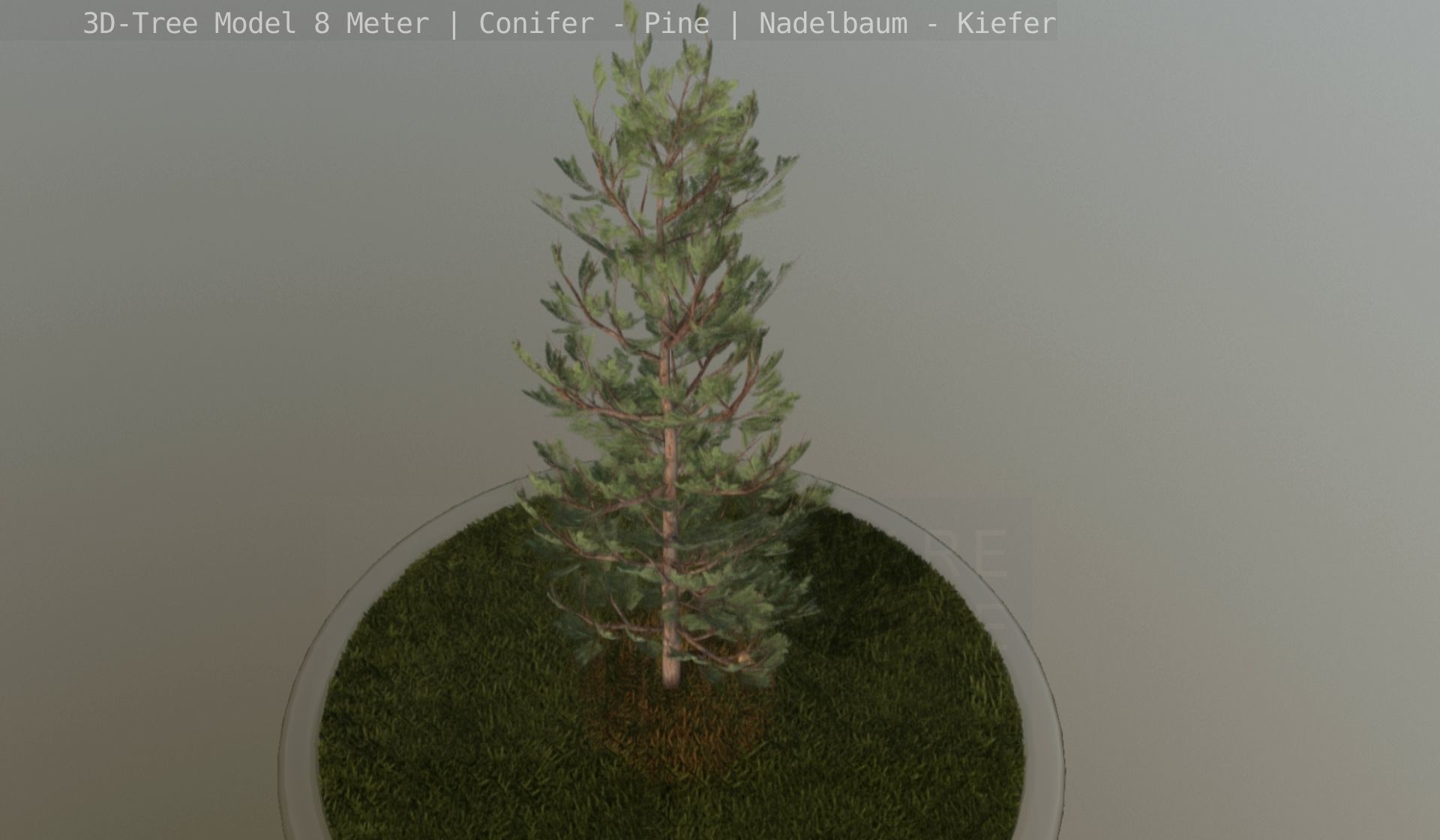 Pine Conifer - Tree 8 Meter Low-poly 3D model_114