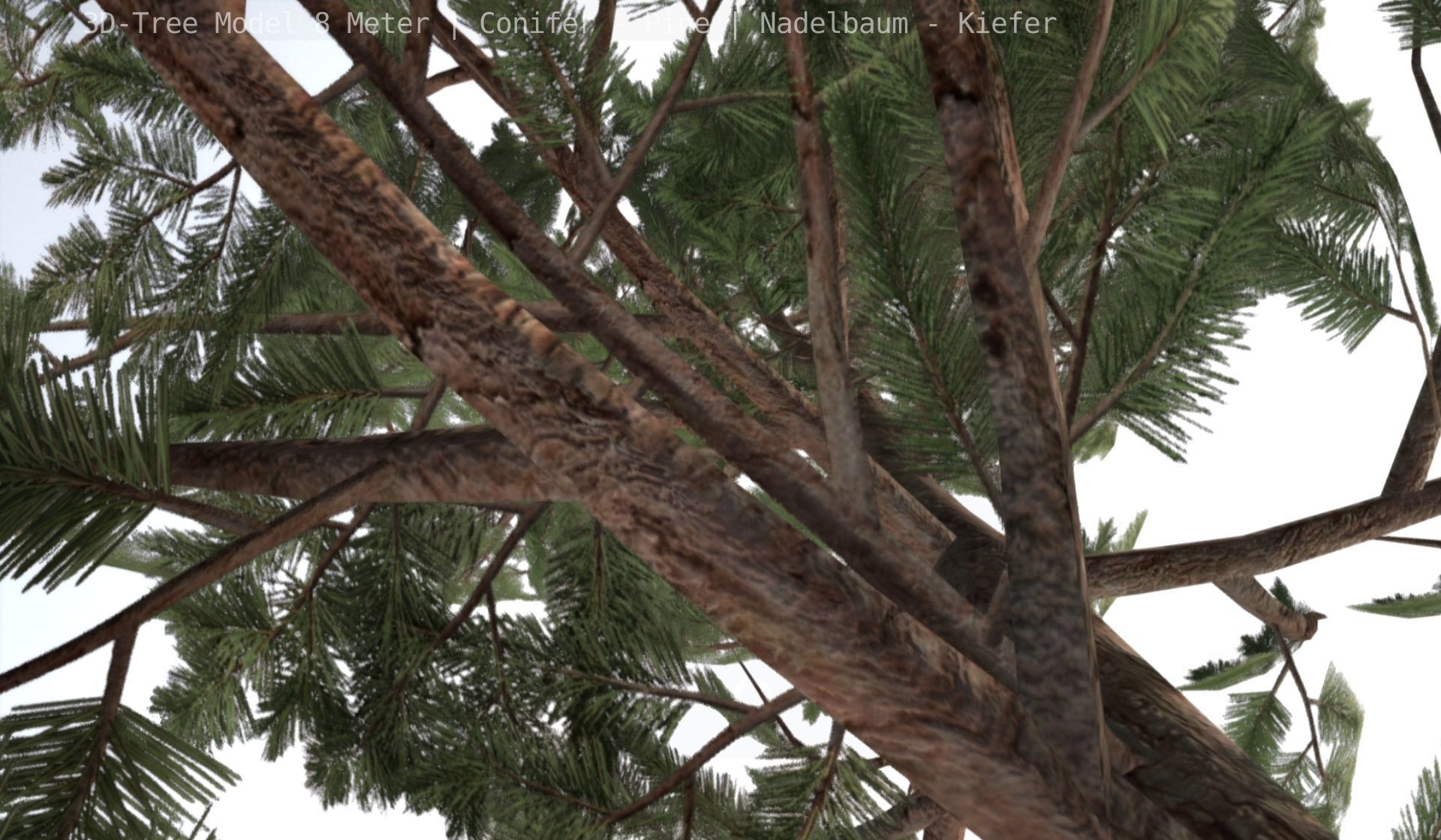Pine Conifer - Tree 8 Meter Low-poly 3D model_121