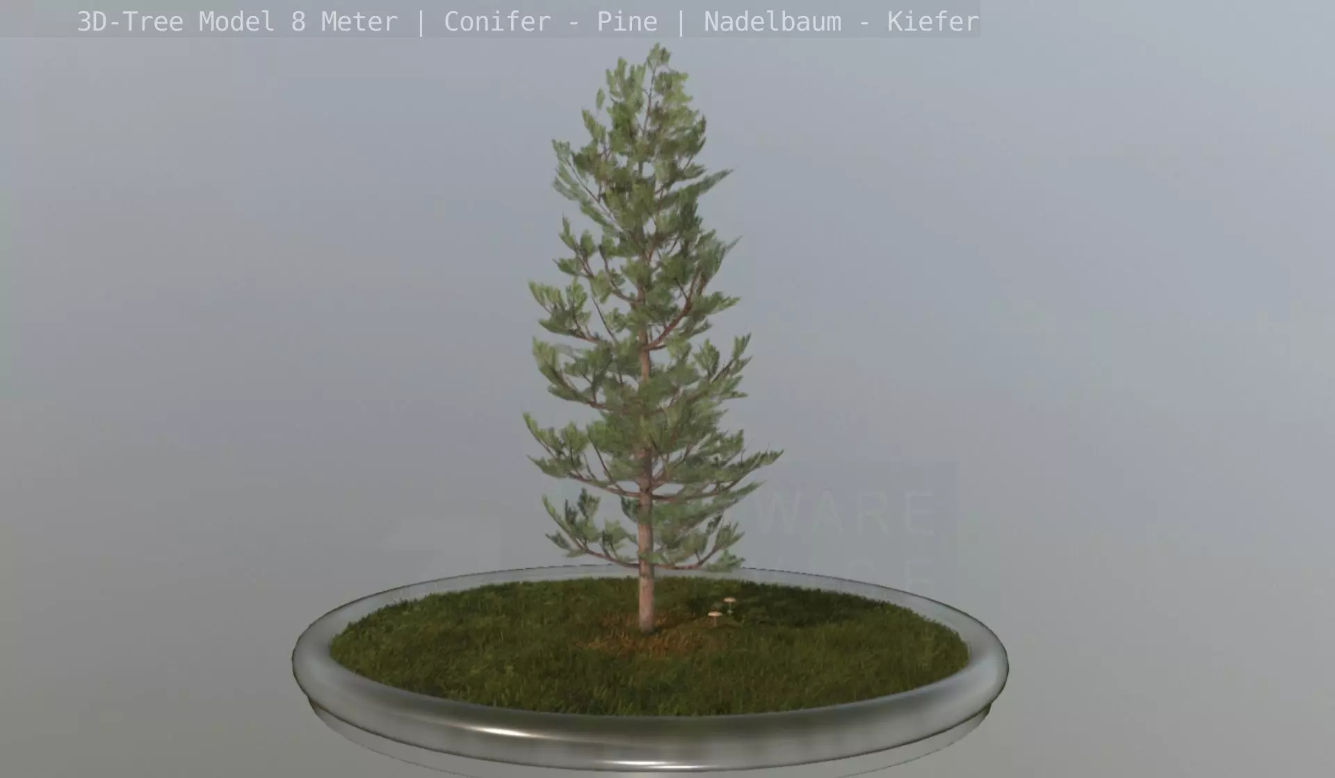 Pine Conifer - Tree 8 Meter Low-poly 3D model_0