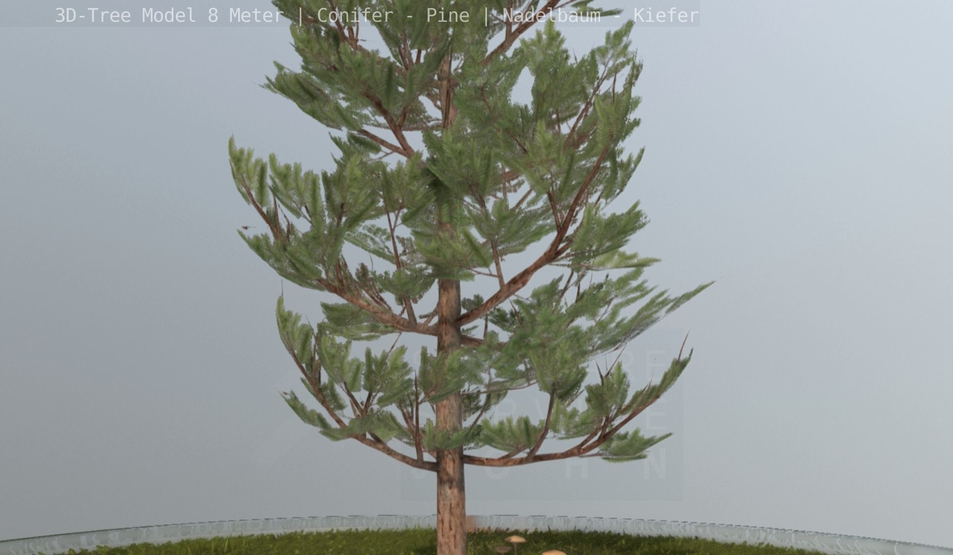 Pine Conifer - Tree 8 Meter Low-poly 3D model_99