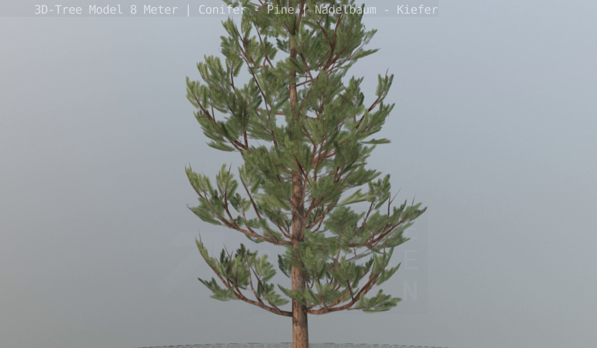 Pine Conifer - Tree 8 Meter Low-poly 3D model_120