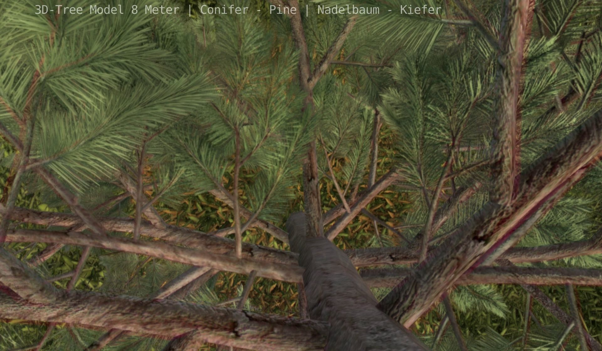 Pine Conifer - Tree 8 Meter Low-poly 3D model_56