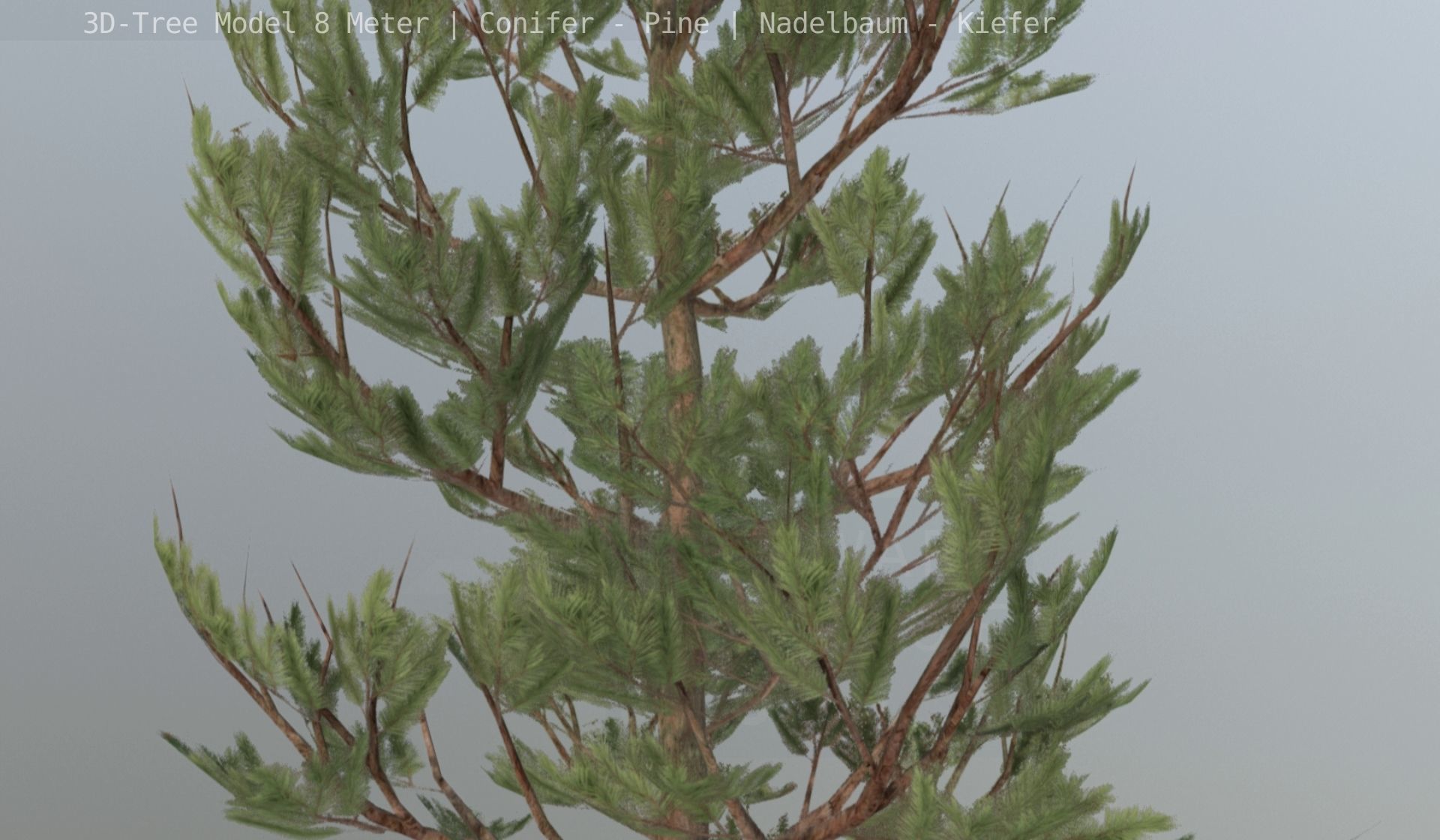Pine Conifer - Tree 8 Meter Low-poly 3D model_111