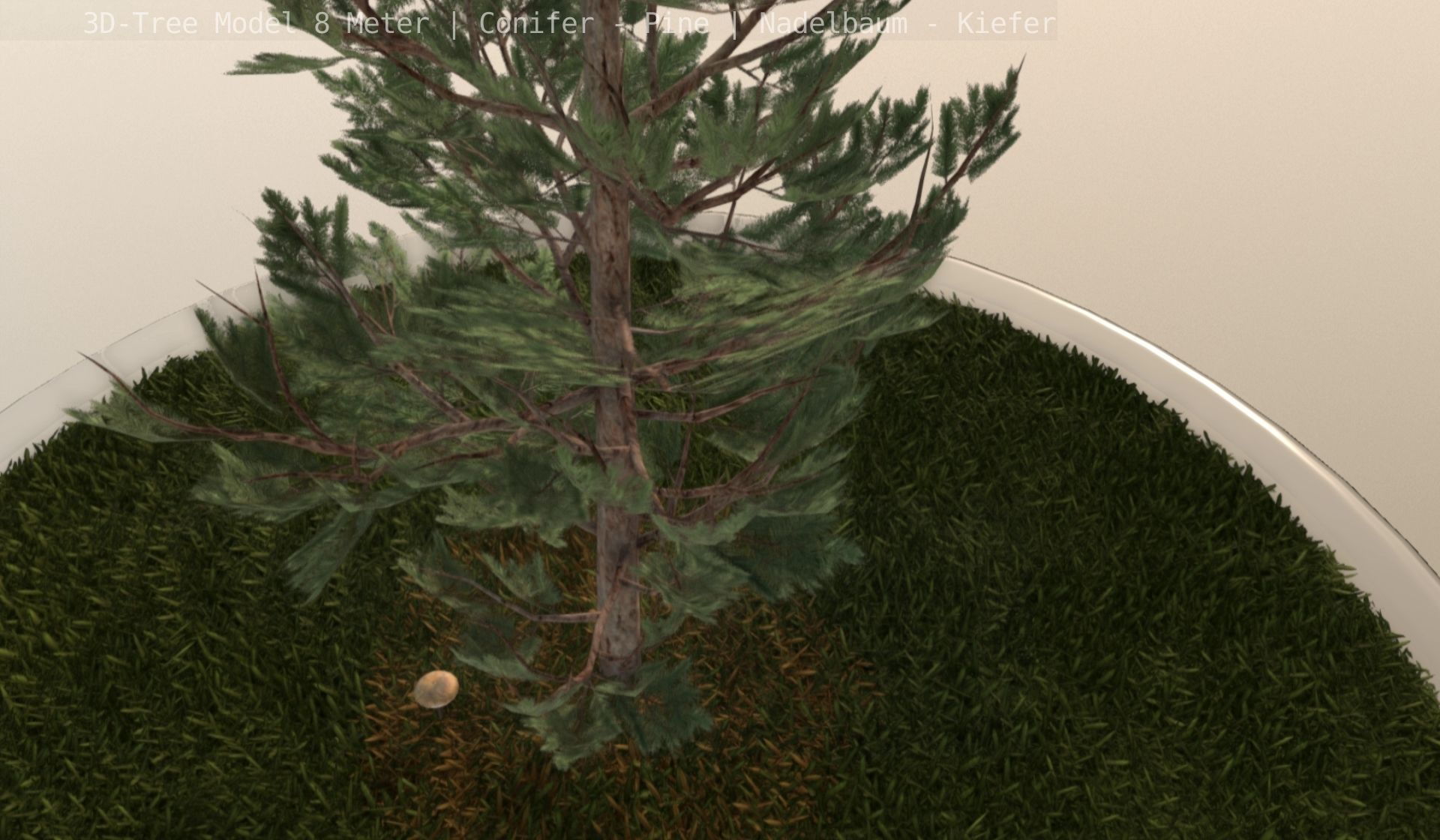Pine Conifer - Tree 8 Meter Low-poly 3D model_86