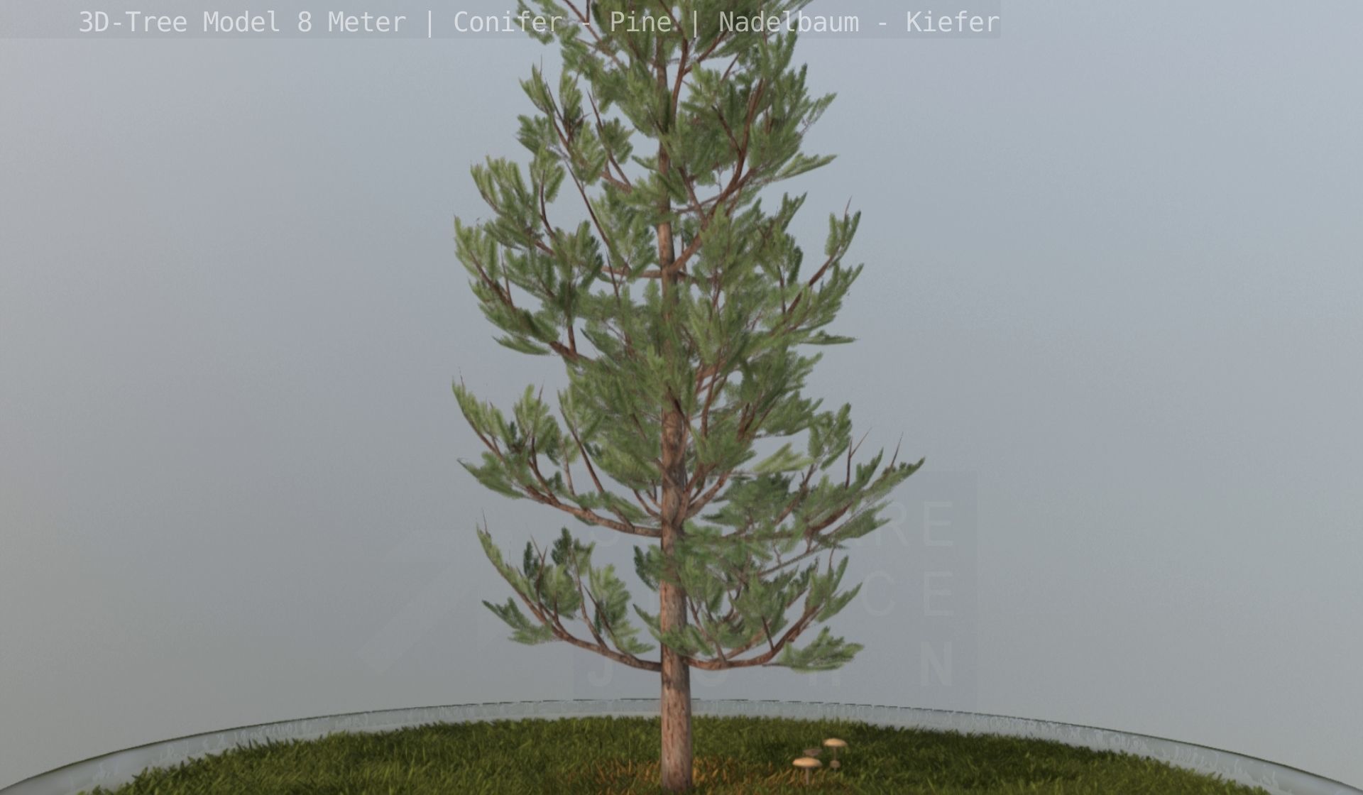 Pine Conifer - Tree 8 Meter Low-poly 3D model_123