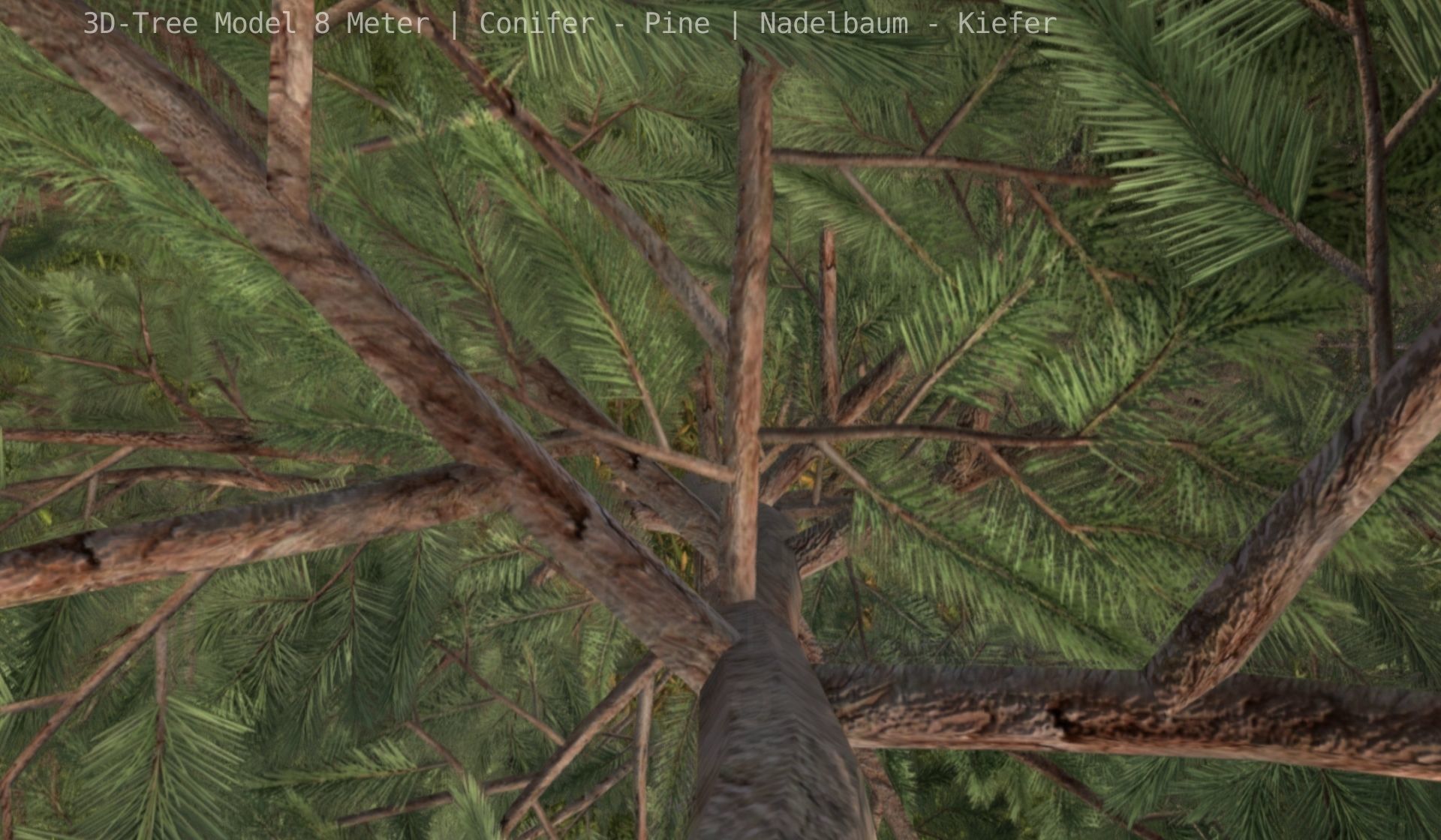 Pine Conifer - Tree 8 Meter Low-poly 3D model_55