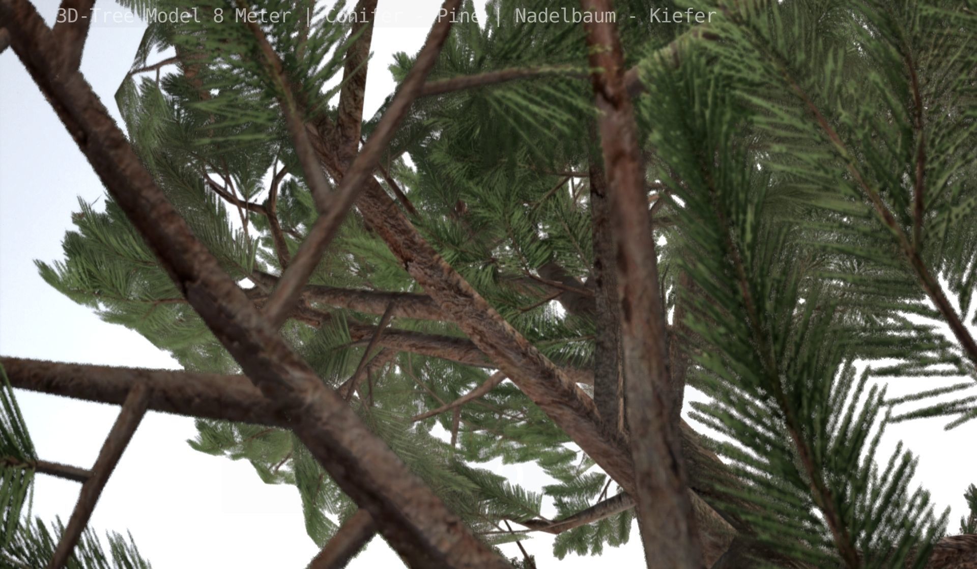 Pine Conifer - Tree 8 Meter Low-poly 3D model_83