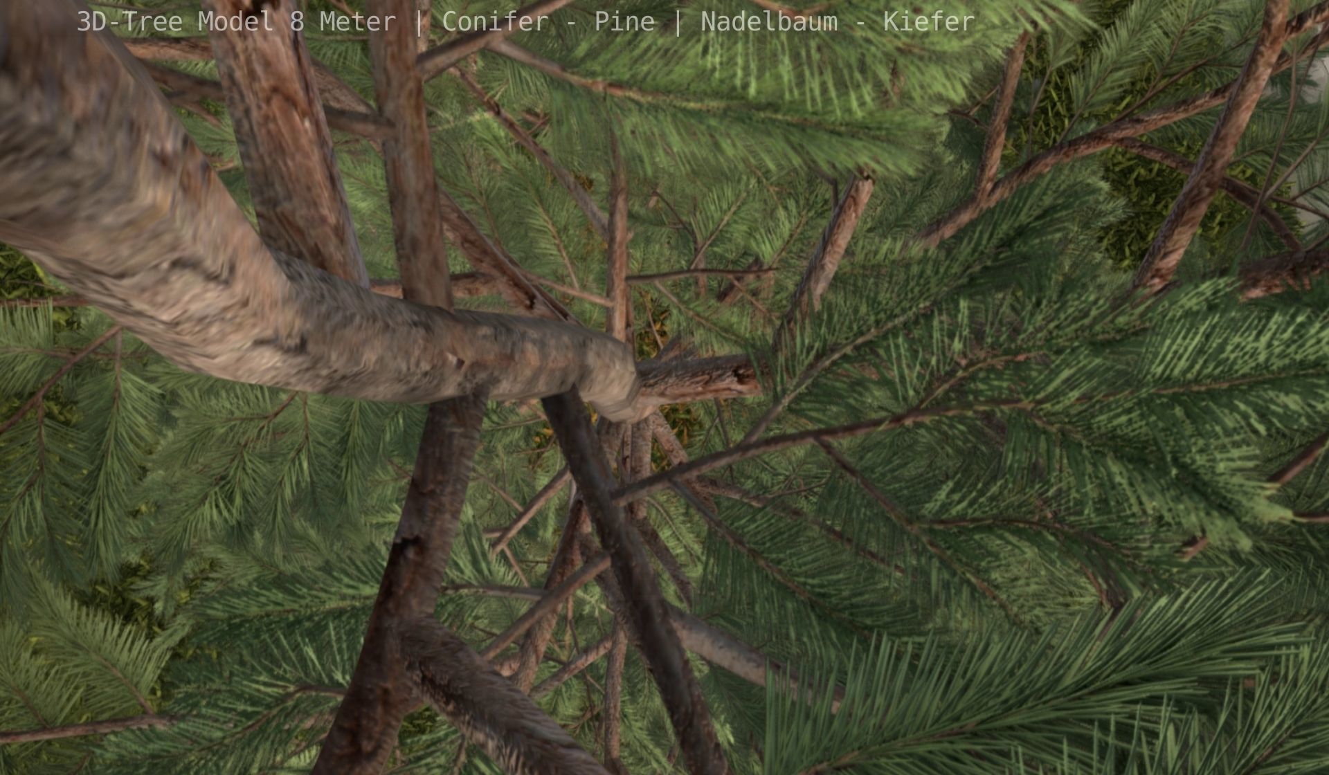 Pine Conifer - Tree 8 Meter Low-poly 3D model_52