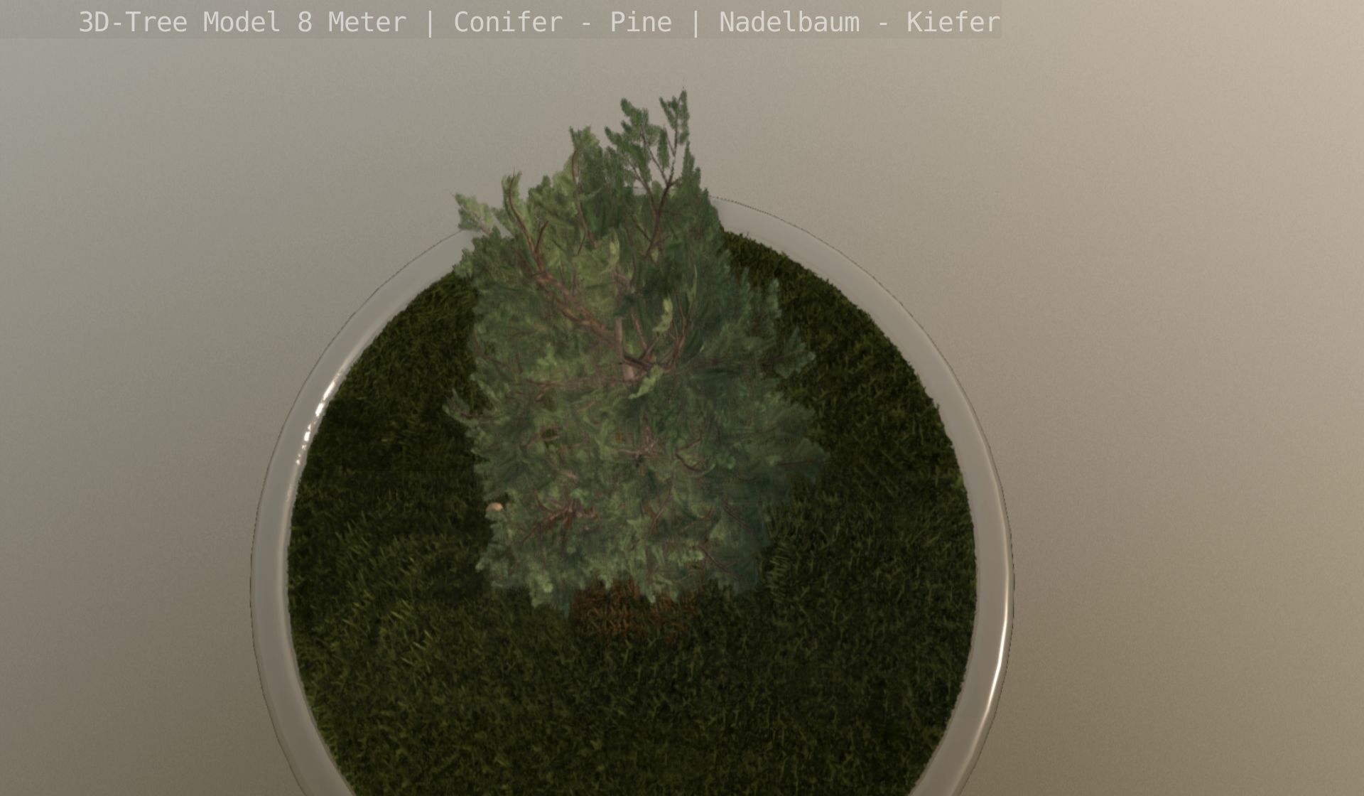 Pine Conifer - Tree 8 Meter Low-poly 3D model_6