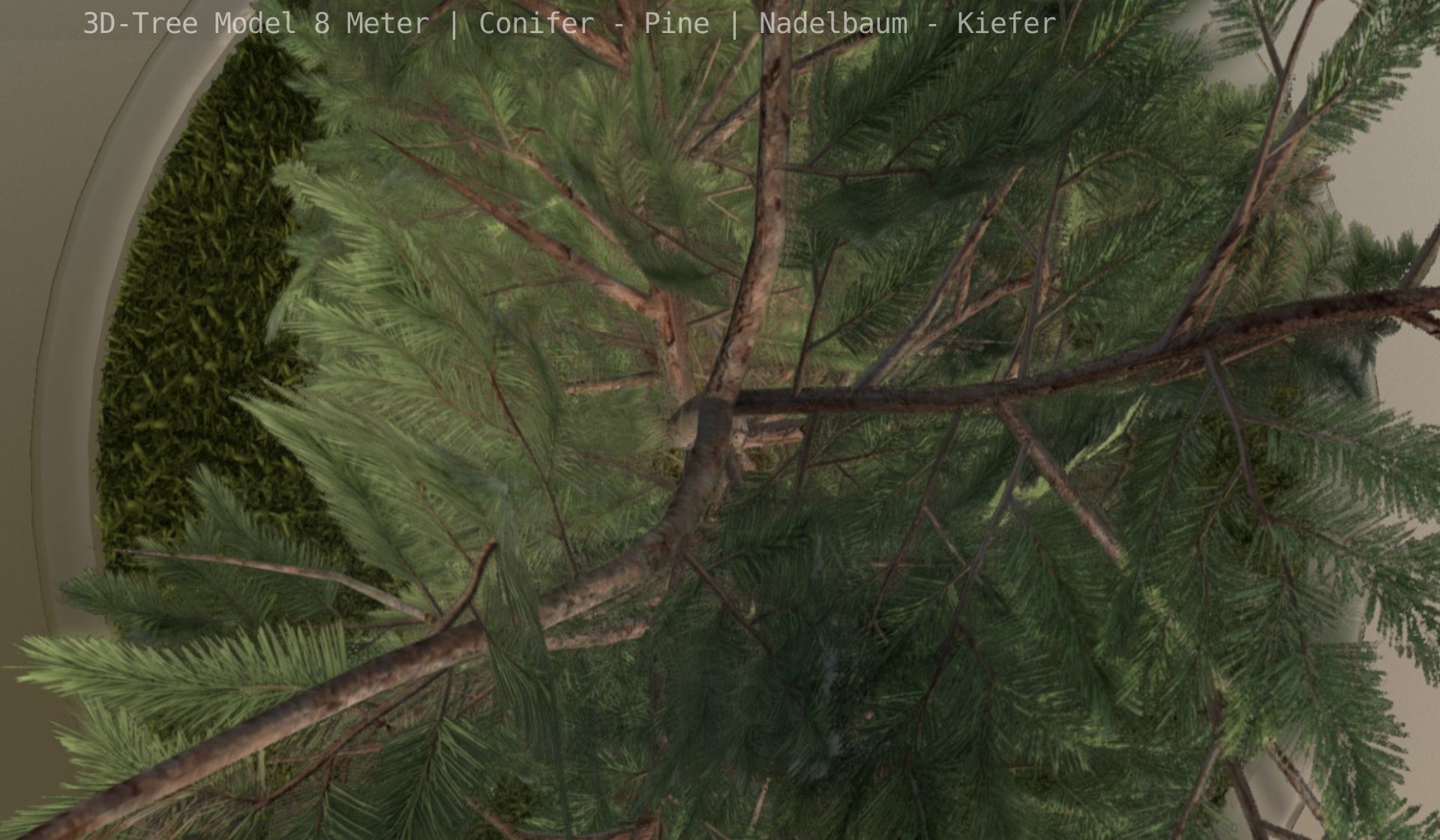 Pine Conifer - Tree 8 Meter Low-poly 3D model_73