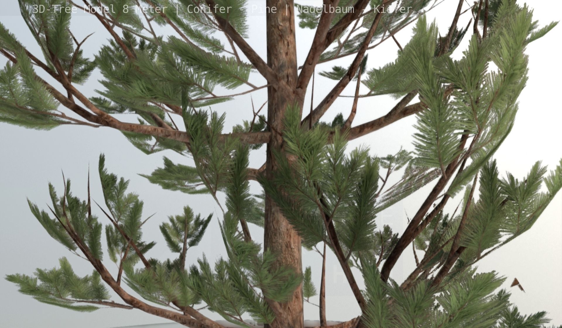 Pine Conifer - Tree 8 Meter Low-poly 3D model_17