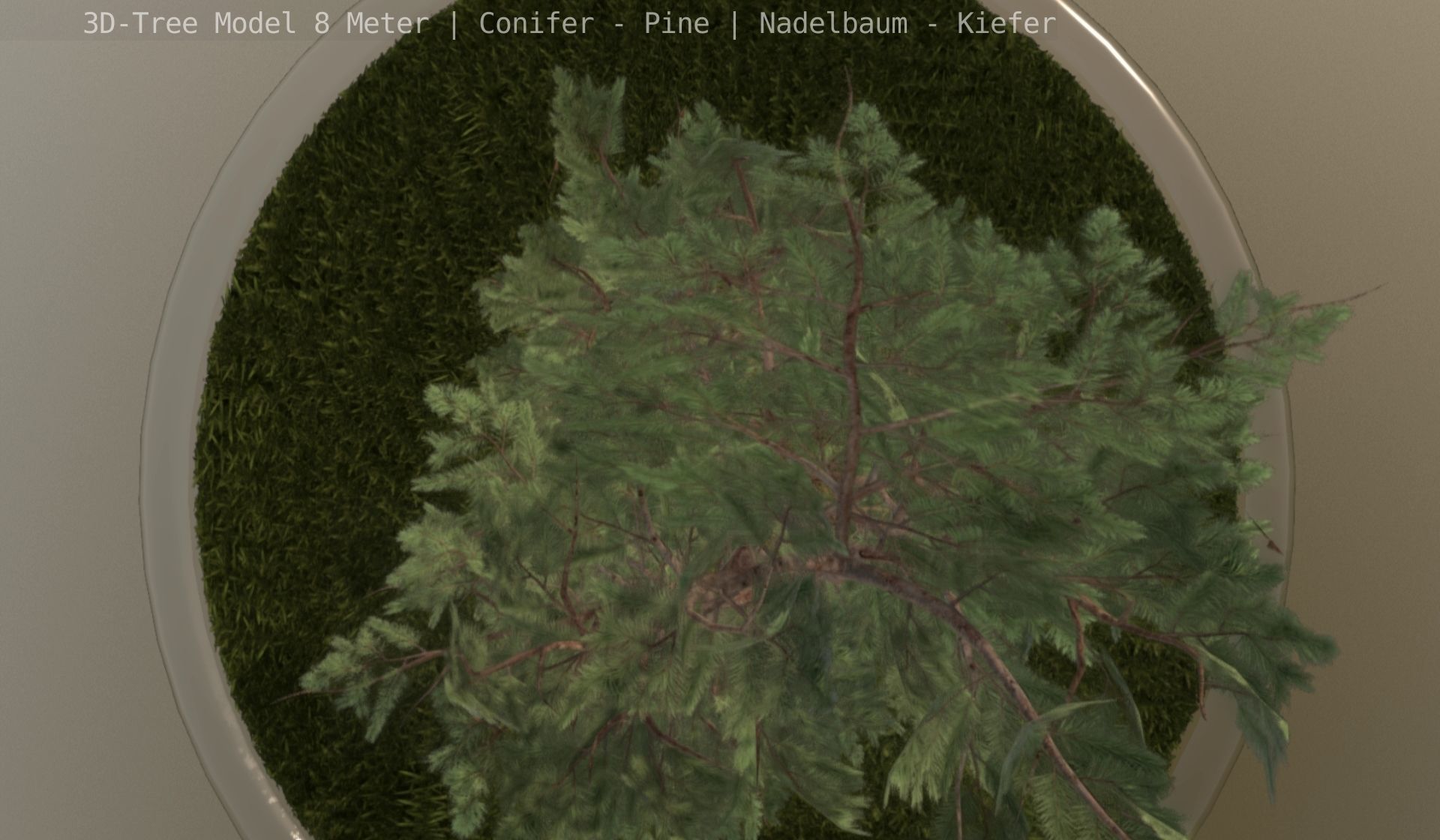 Pine Conifer - Tree 8 Meter Low-poly 3D model_92