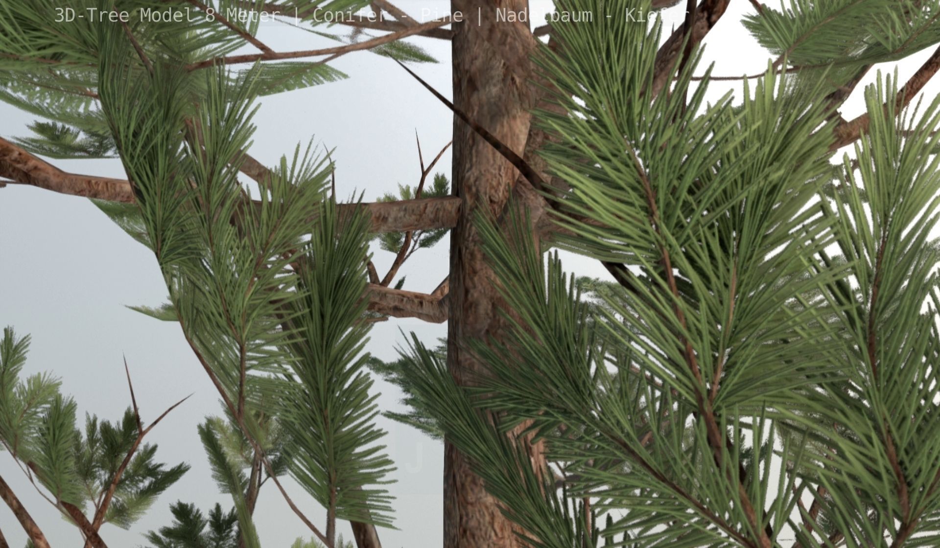 Pine Conifer - Tree 8 Meter Low-poly 3D model_38