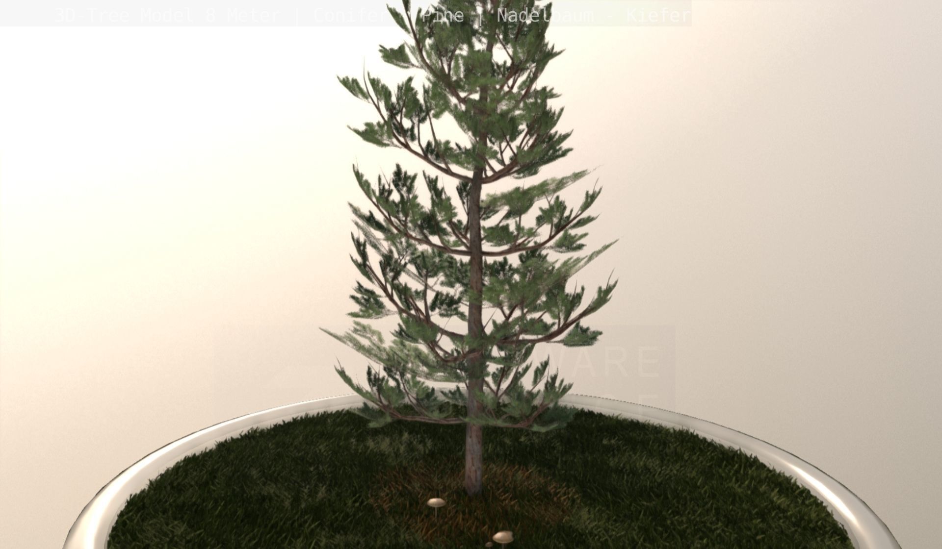Pine Conifer - Tree 8 Meter Low-poly 3D model_15
