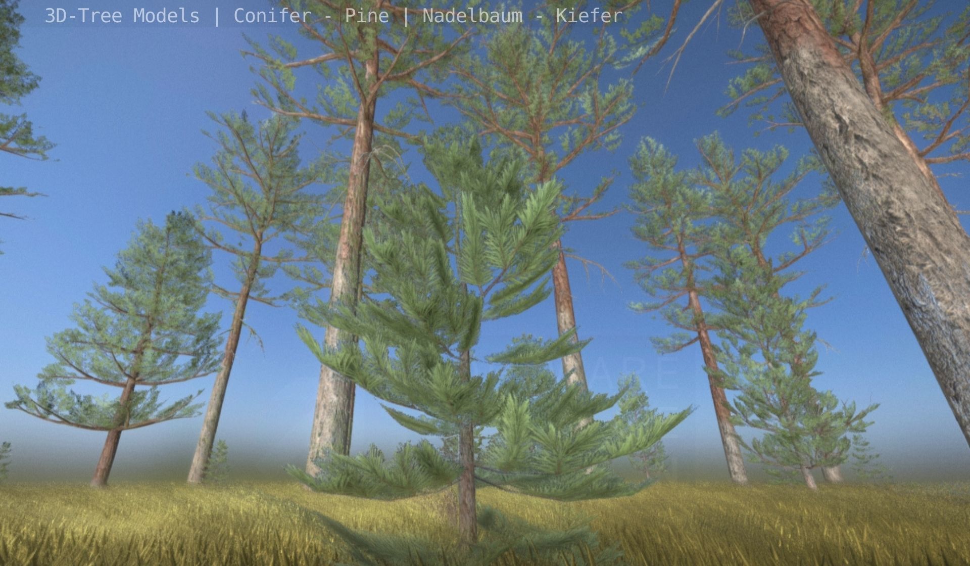 Pine Conifer - Tree 8 Meter Low-poly 3D model_28